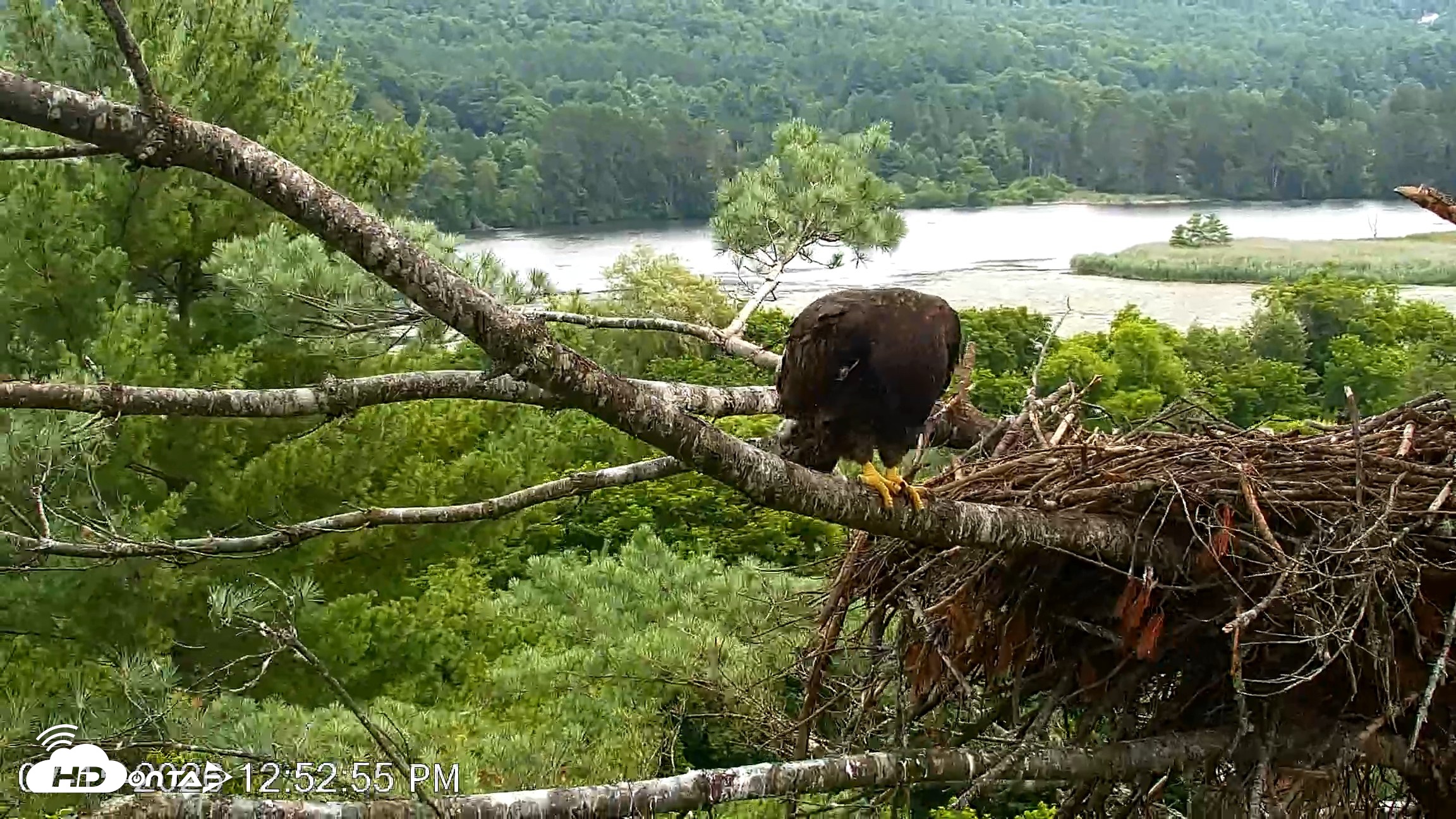 Snapshot of VINS Bald Eagles Nest Live Cams taken Jul 15, 2026, 12:53pm EDT