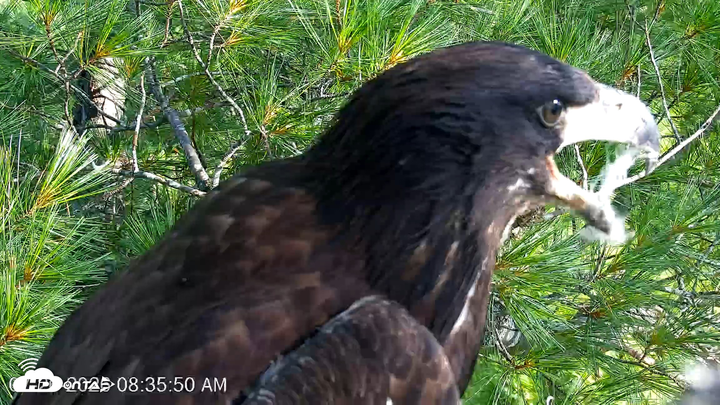 Snapshot of VINS Bald Eagles Nest Live Cams taken Jul 26, 2026, 8:36am EDT