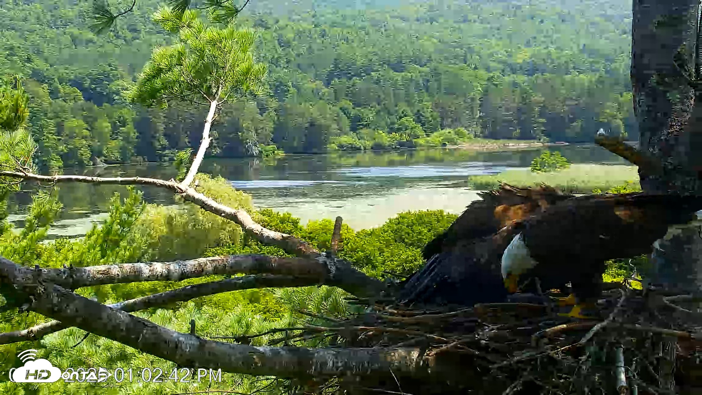 Snapshot of VINS Bald Eagles Nest Live Cams taken Jul 27, 2026, 1:03pm EDT