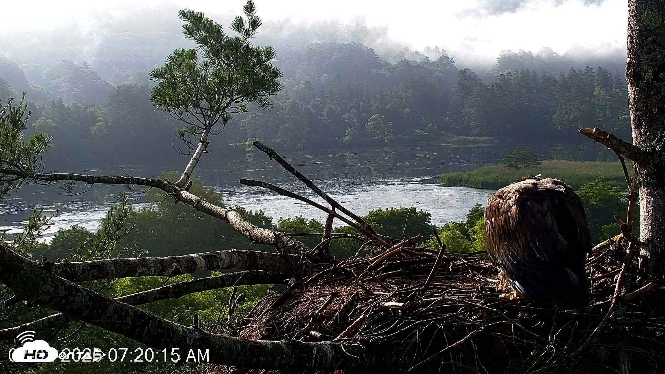 Snapshot of VINS Bald Eagles Nest Live Cams taken Jul 2, 2026, 7:21am EDT