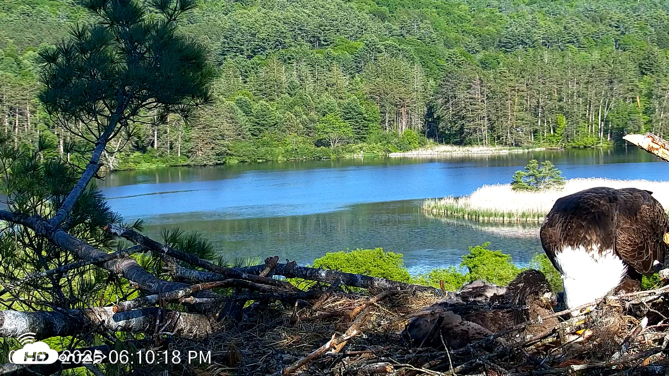 Snapshot of VINS Bald Eagles Nest Live Cams taken Jun 3, 2026, 6:11pm EDT