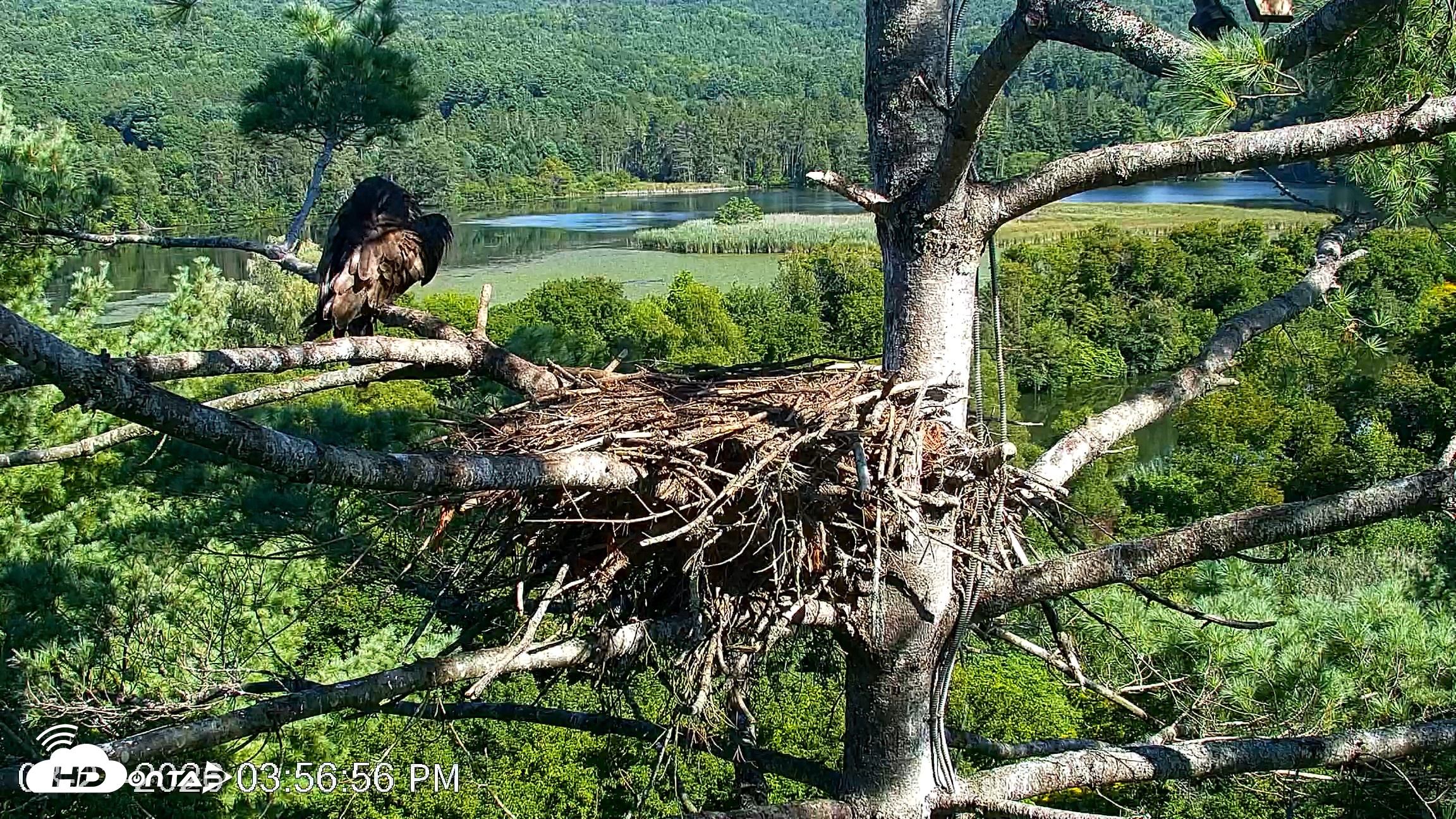 Snapshot of VINS Bald Eagles Nest Live Cams taken Aug 21, 2026, 3:57pm EDT