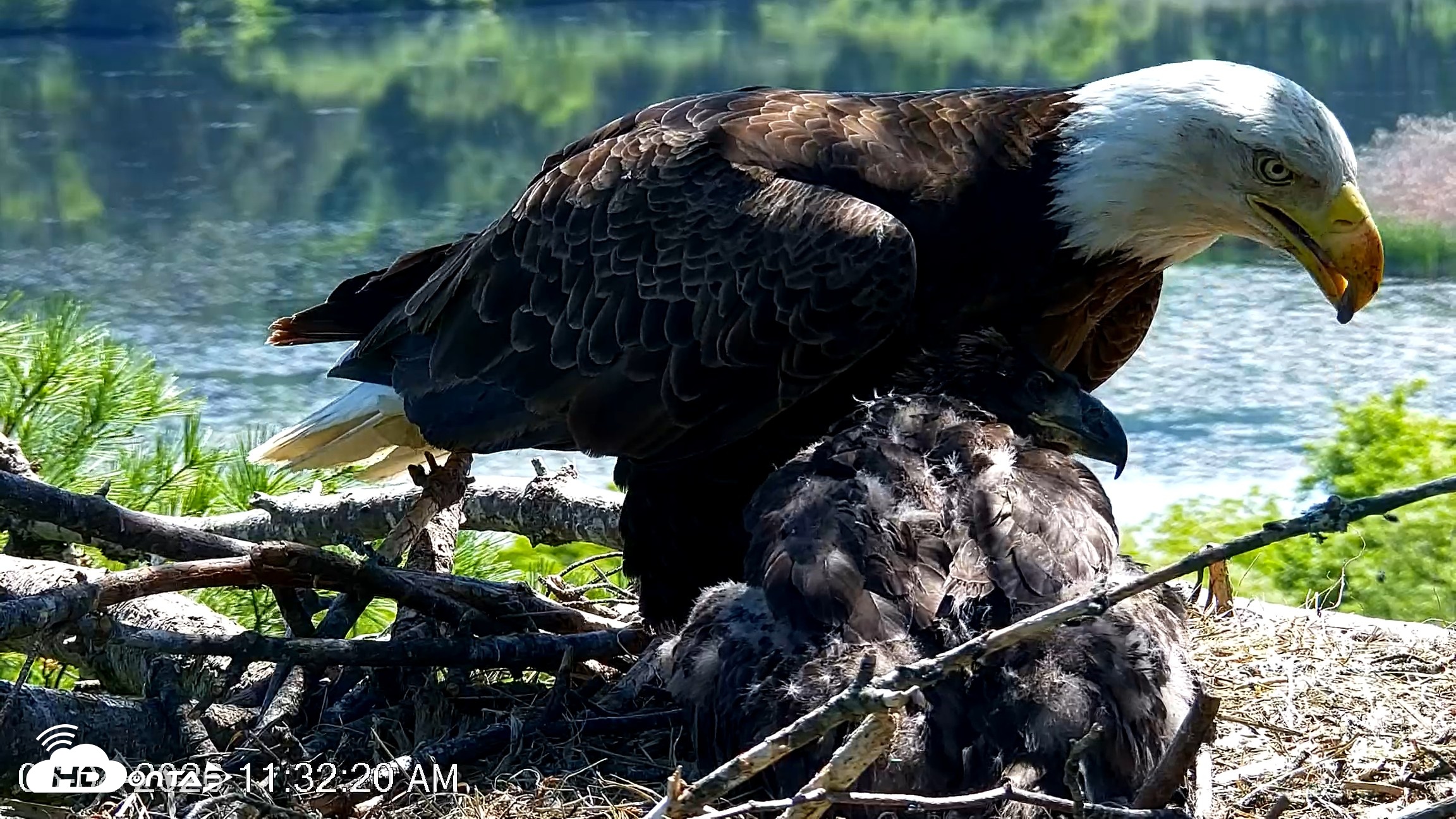 Snapshot of VINS Bald Eagles Nest Live Cams taken Jun 4, 2026, 11:33am EDT
