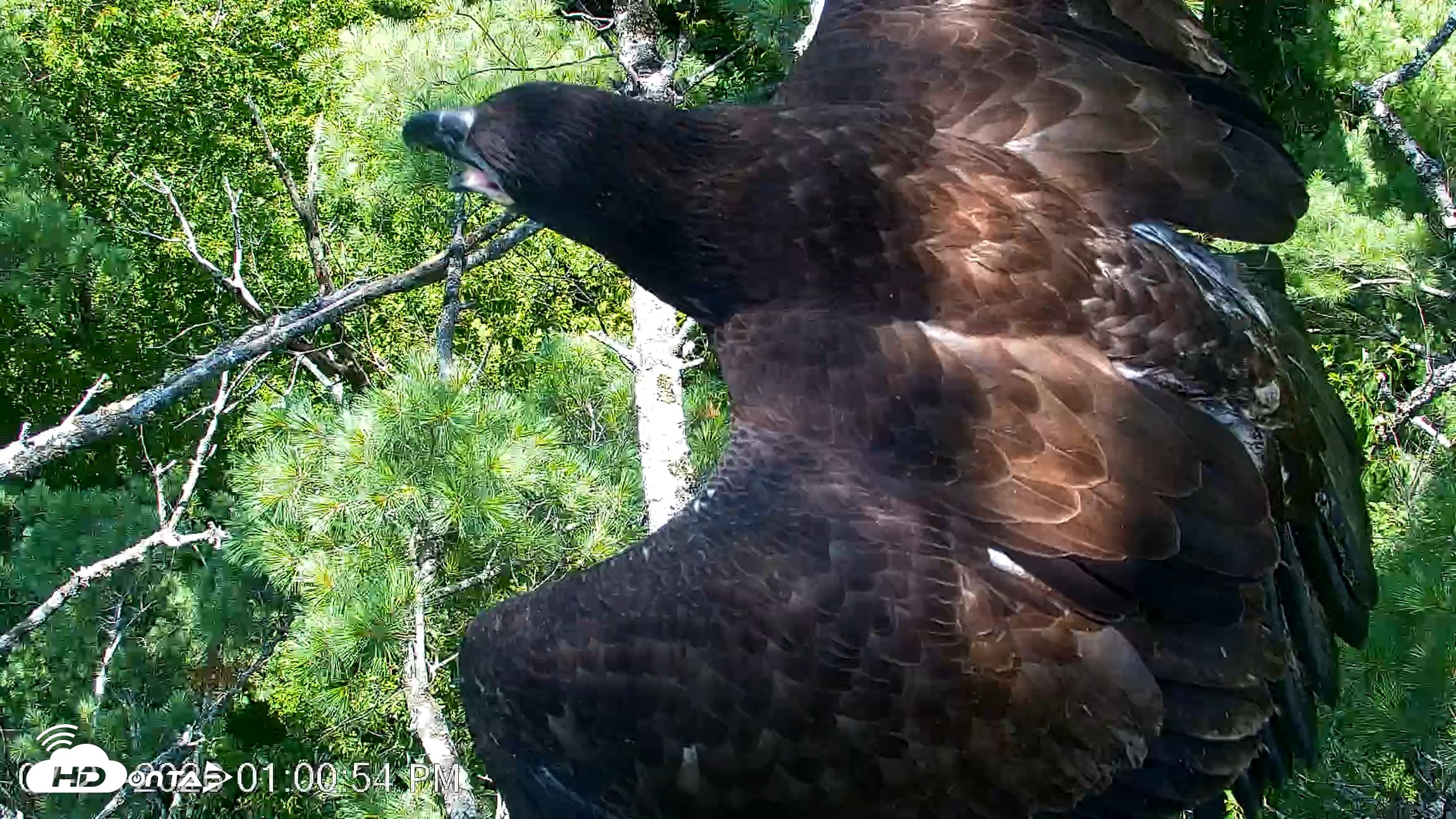 Snapshot of VINS Bald Eagles Nest Live Cams taken Jul 27, 2026, 1:01pm EDT