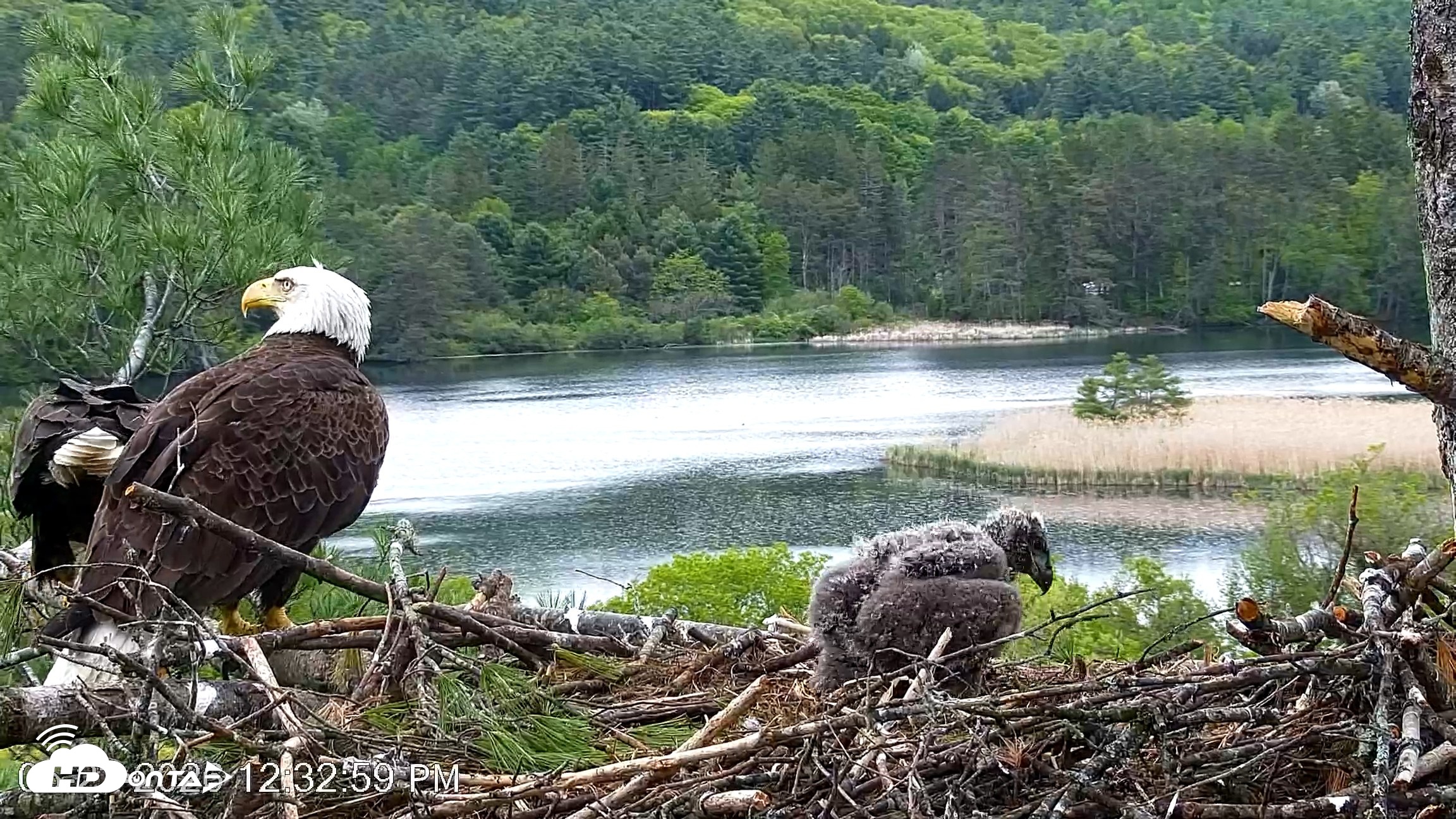 Snapshot of VINS Bald Eagles Nest Live Cams taken May 23, 2026, 12:33pm EDT