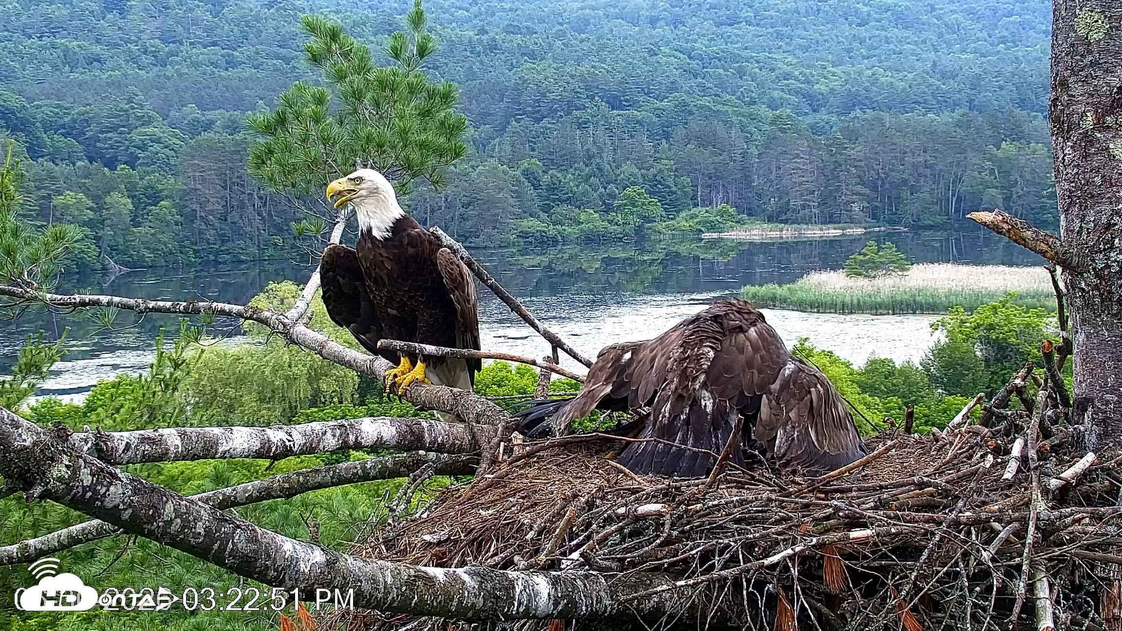 Snapshot of VINS Bald Eagles Nest Live Cams taken Jun 30, 2026, 3:25pm EDT