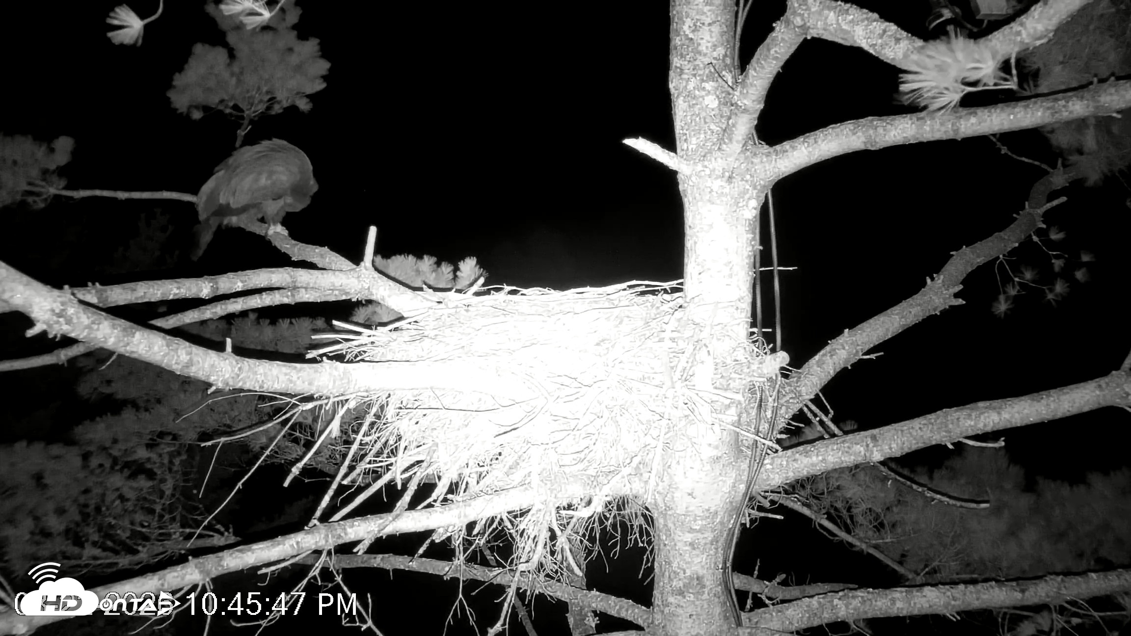 Snapshot of VINS Bald Eagles Nest Live Cams taken Aug 22, 2026, 10:46pm EDT