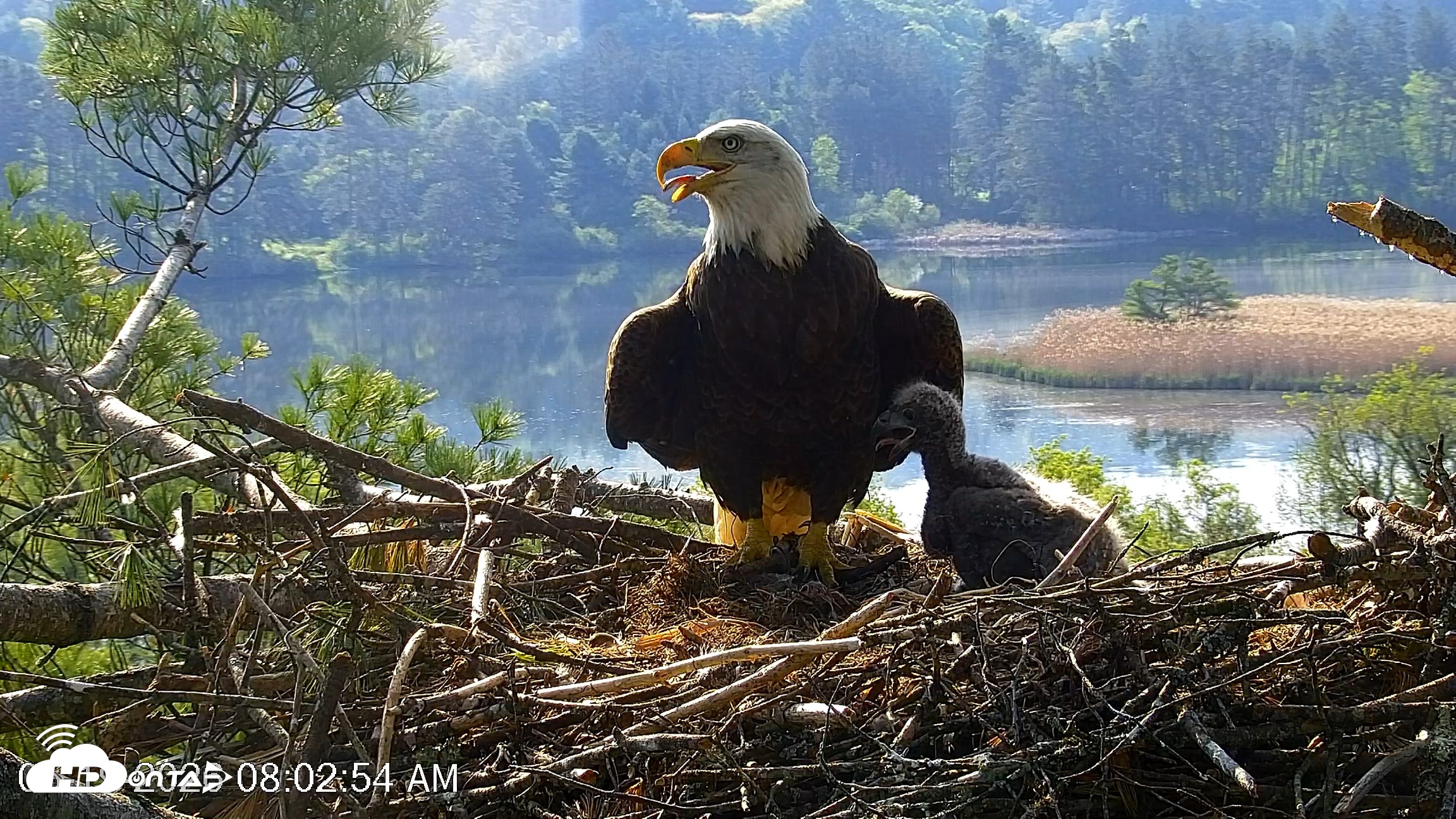 Snapshot of VINS Bald Eagles Nest Live Cams taken May 19, 2026, 8:03am EDT