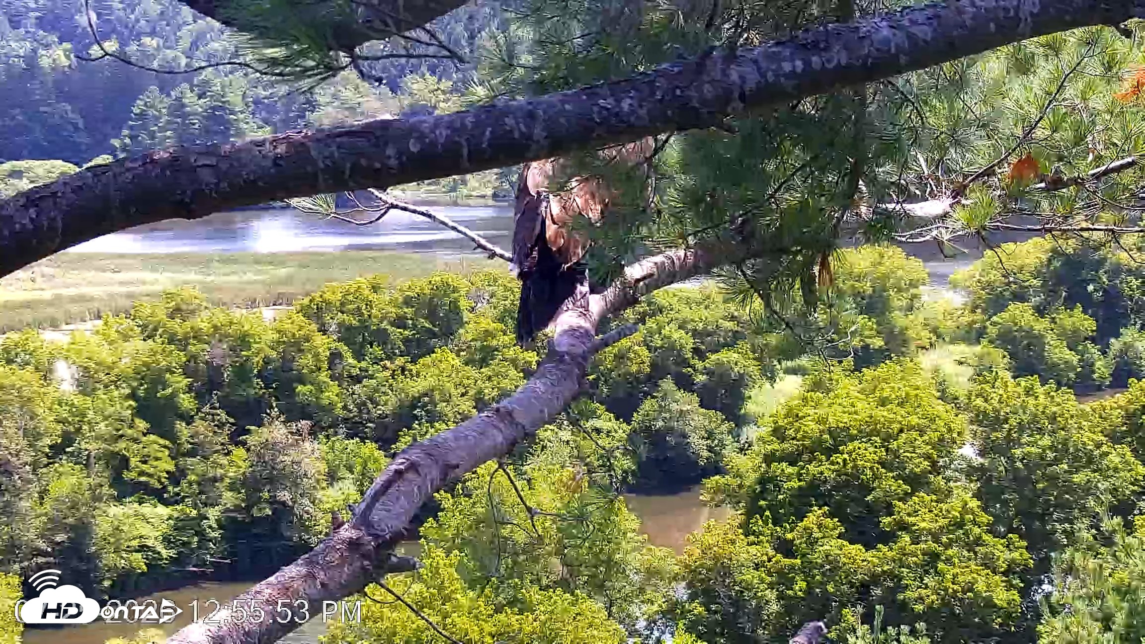 Snapshot of VINS Bald Eagles Nest Live Cams taken Jul 25, 2026, 12:56pm EDT