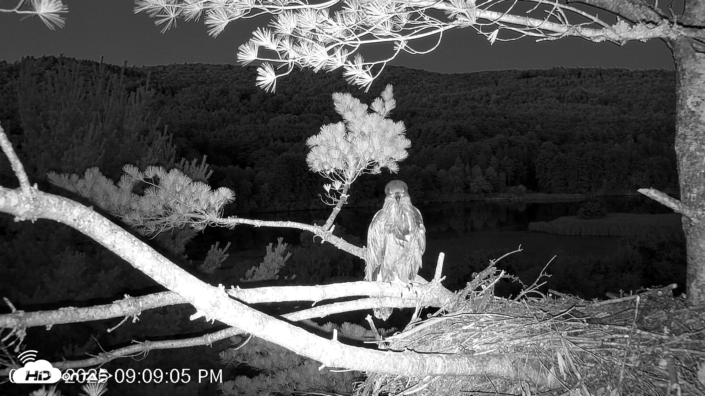 Snapshot of VINS Bald Eagles Nest Live Cams taken Jul 15, 2026, 9:09pm EDT