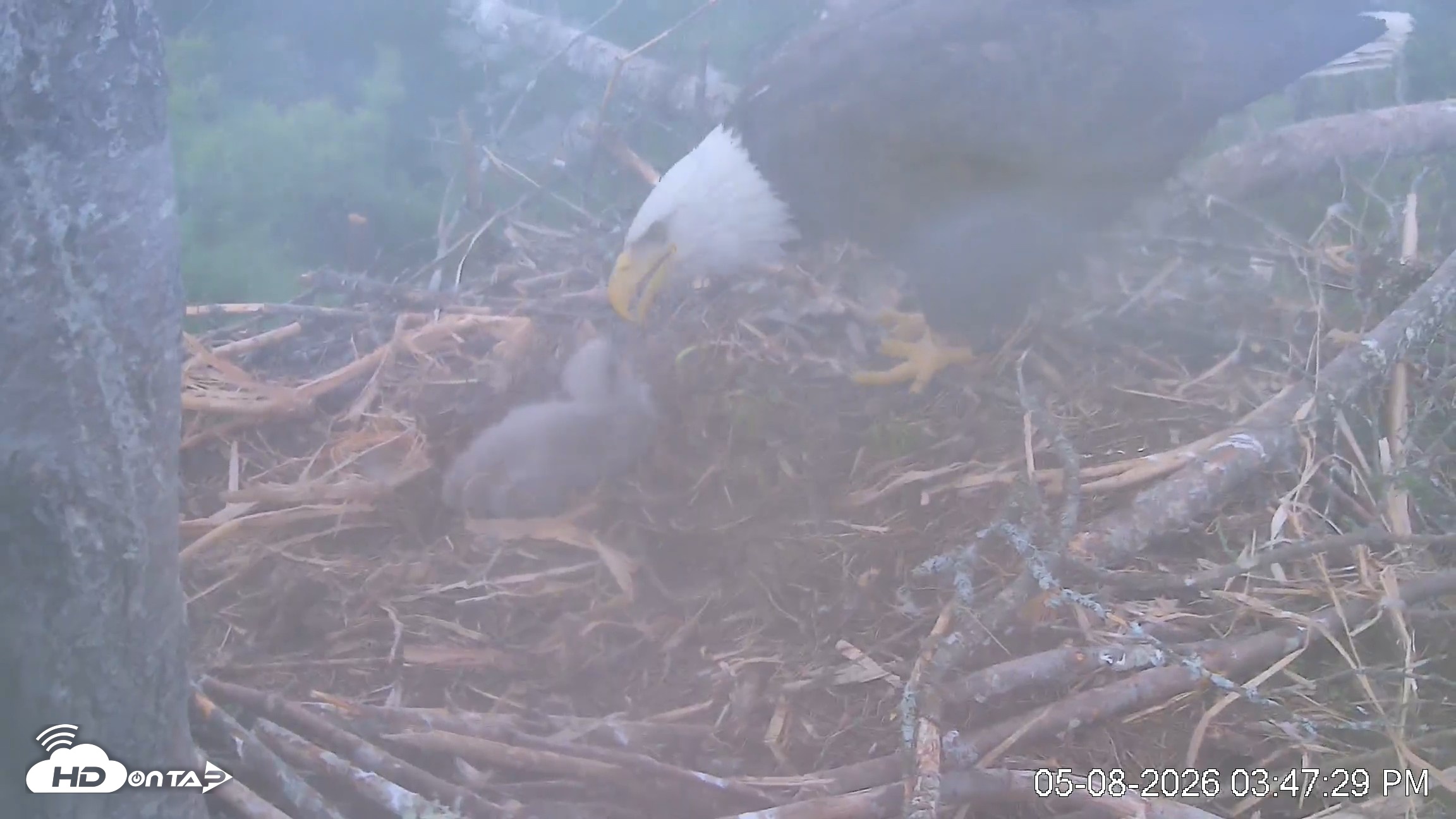 Snapshot of VINS Bald Eagles Nest Live Cams taken May 8, 2026, 3:48pm EDT