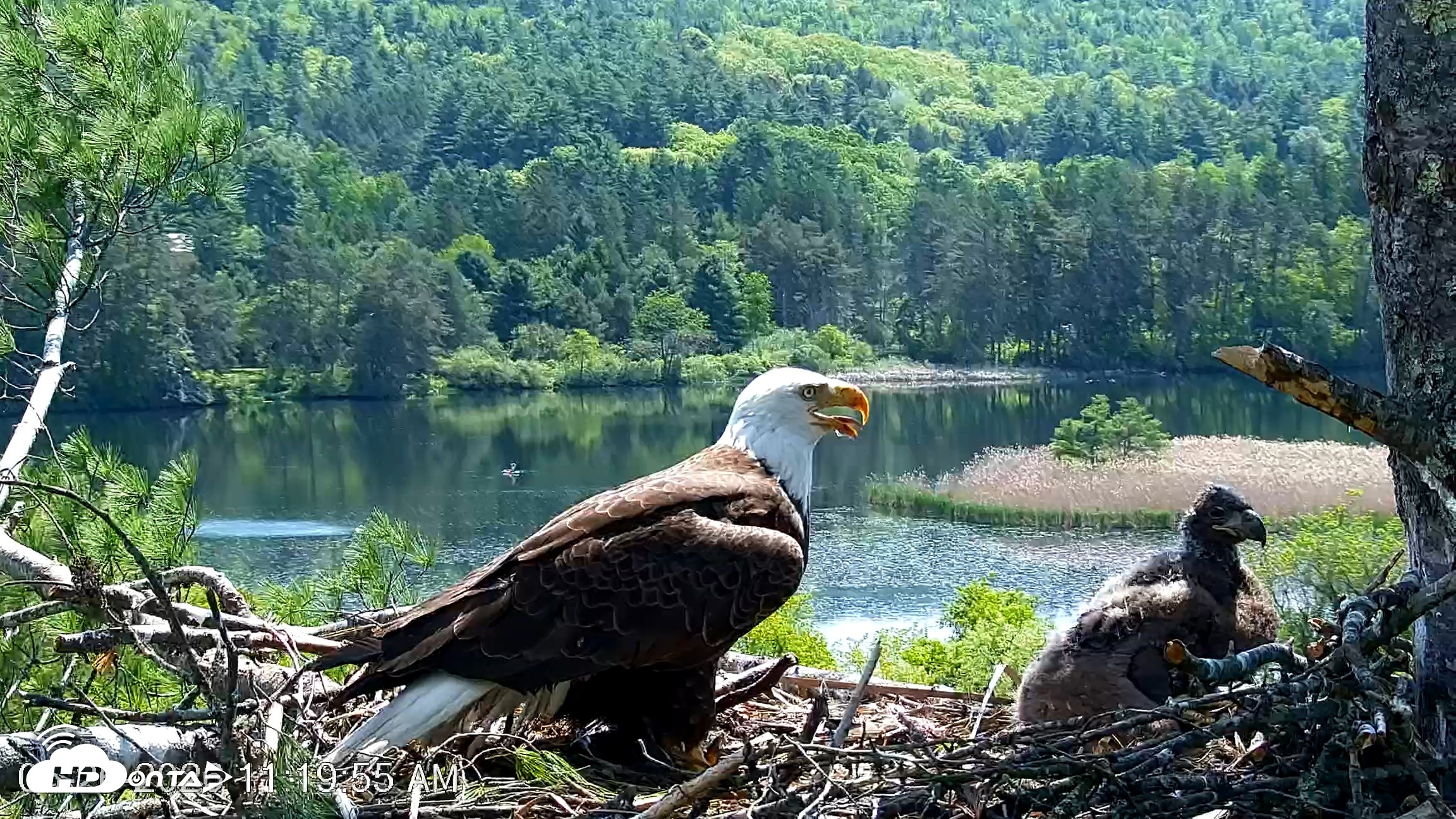 Snapshot of VINS Bald Eagles Nest Live Cams taken May 26, 2026, 11:20am EDT