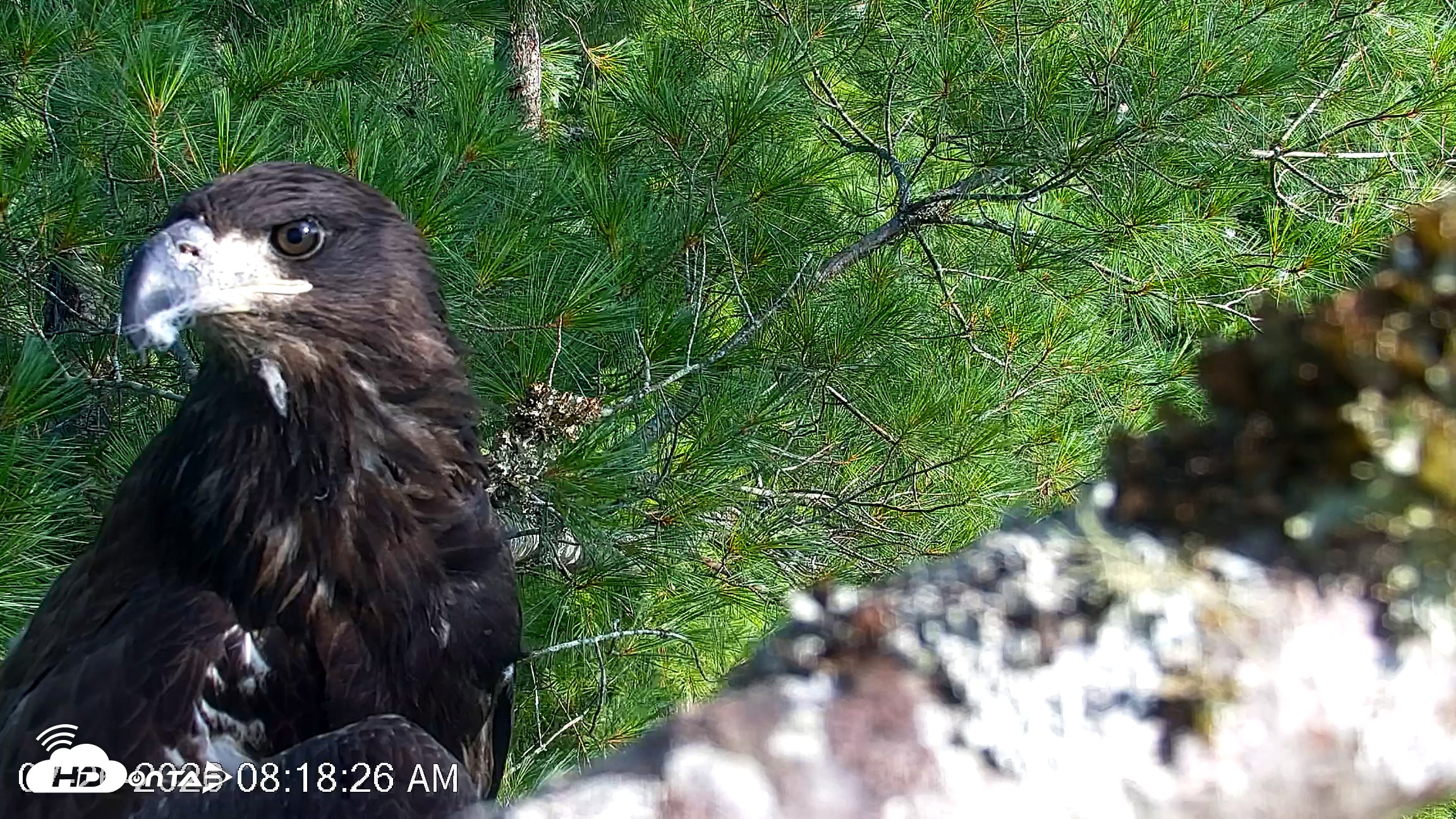 Snapshot of VINS Bald Eagles Nest Live Cams taken Jul 26, 2026, 8:18am EDT