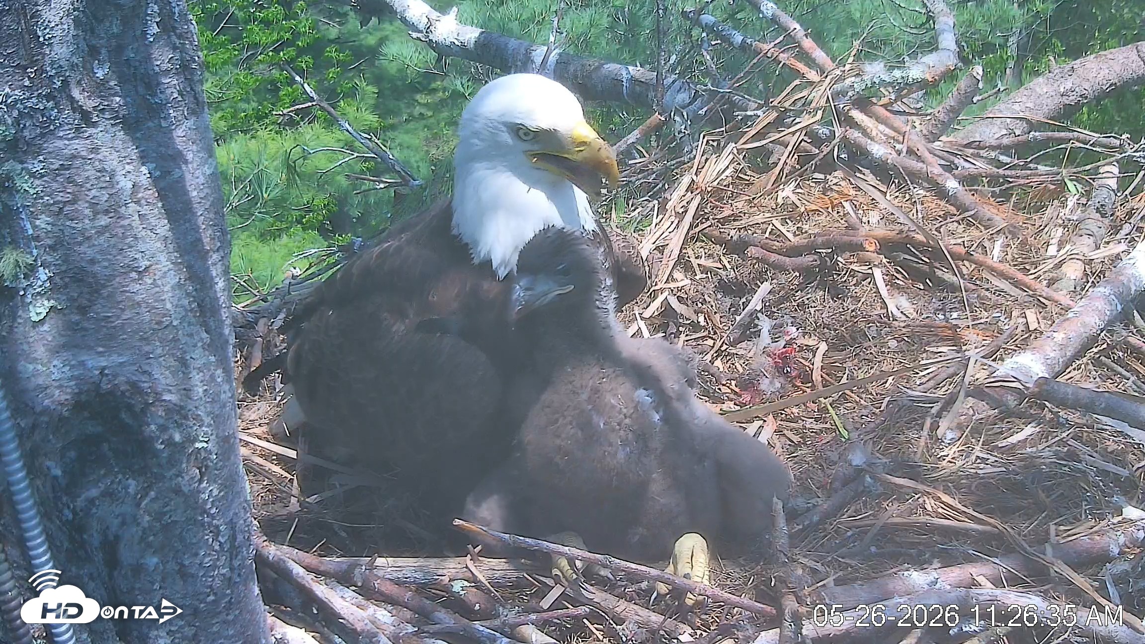 Snapshot of VINS Bald Eagles Nest Live Cams taken May 26, 2026, 11:27am EDT