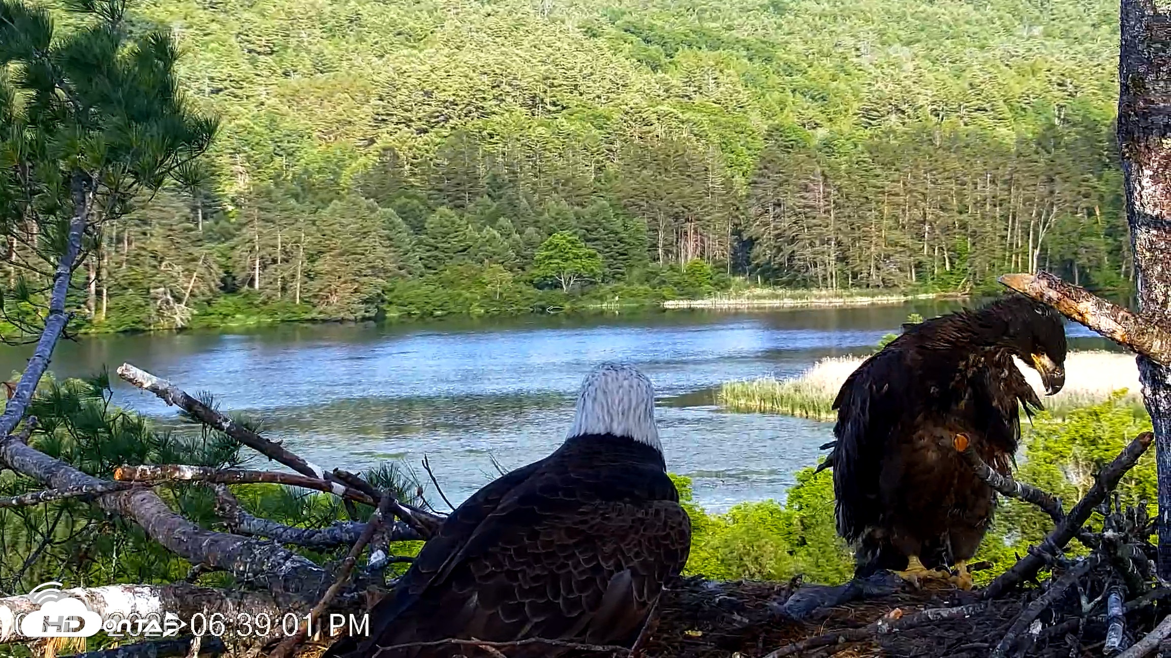 Snapshot of VINS Bald Eagles Nest Live Cams taken Jun 17, 2026, 6:40pm EDT