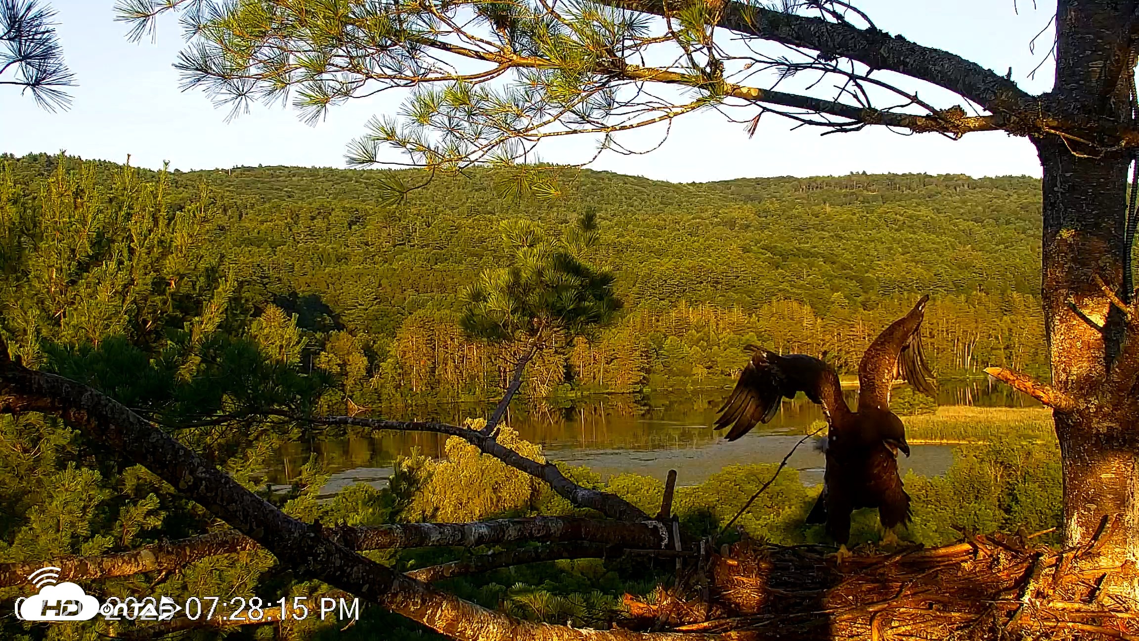 Snapshot of VINS Bald Eagles Nest Live Cams taken Jul 20, 2026, 7:29pm EDT