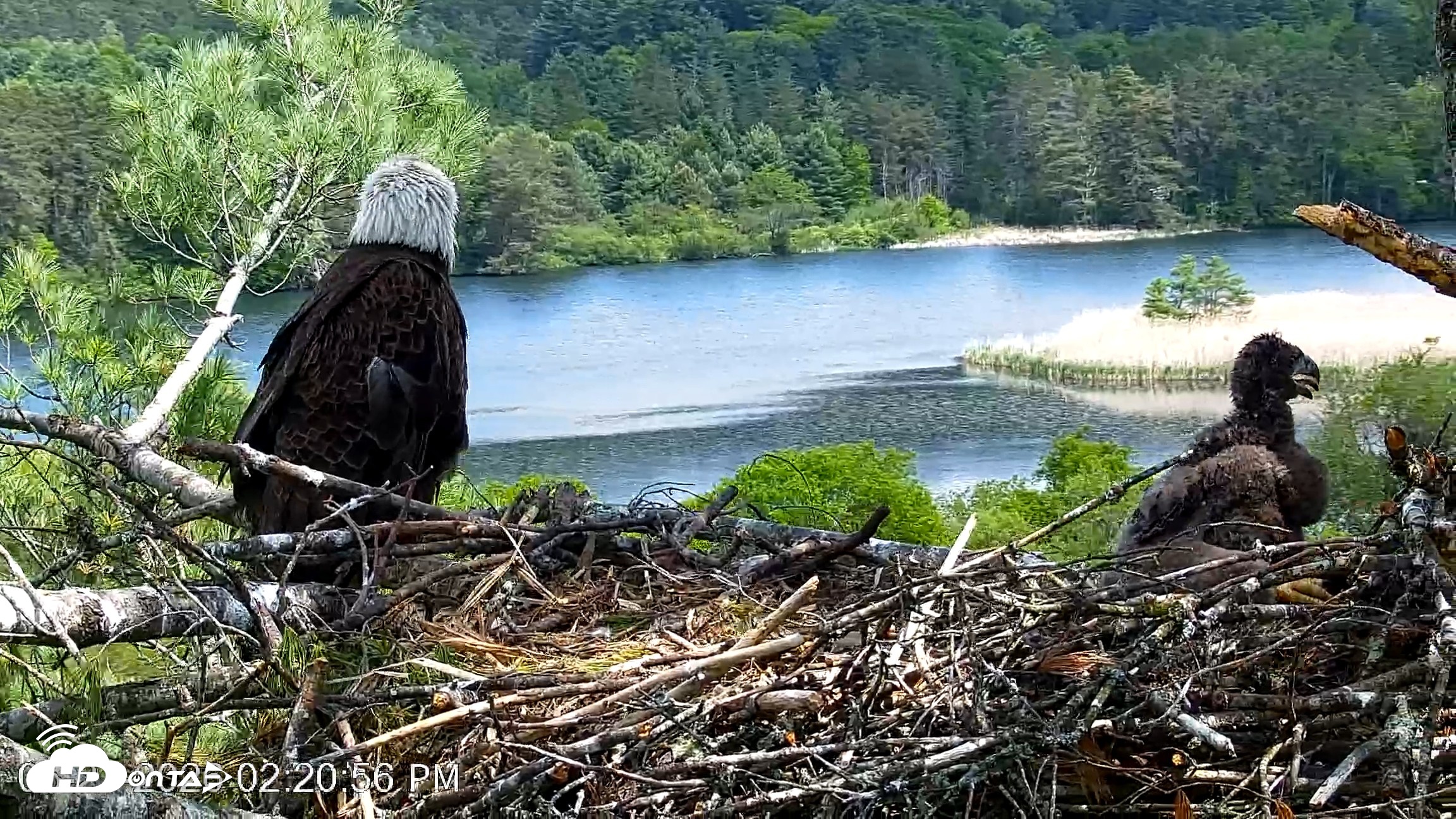 Snapshot of VINS Bald Eagles Nest Live Cams taken May 27, 2026, 2:22pm EDT