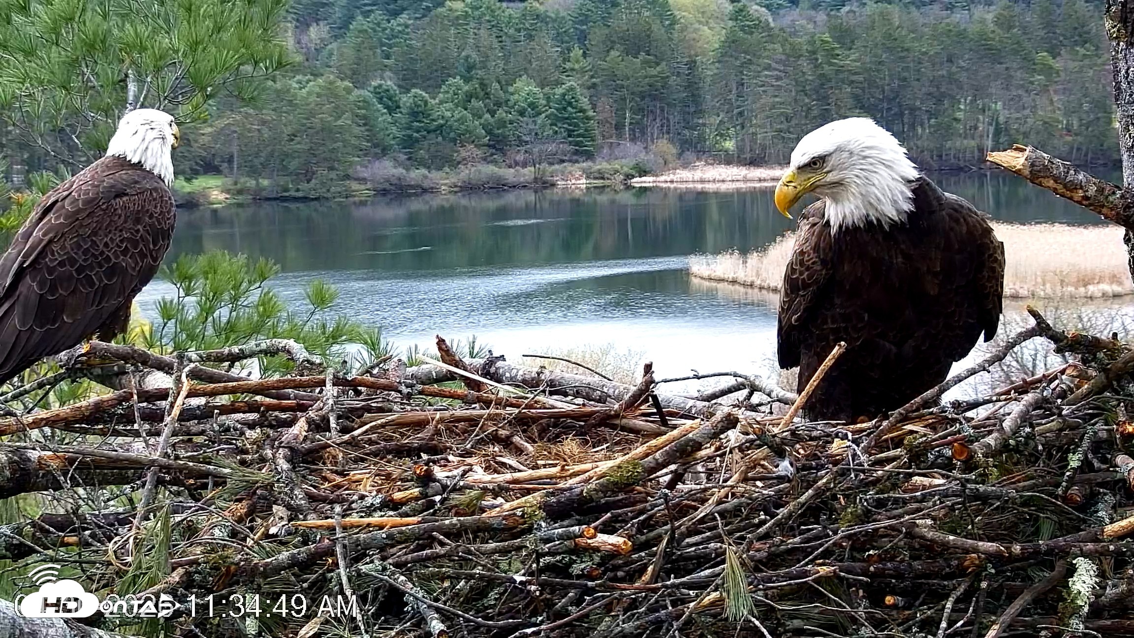 Snapshot of VINS Bald Eagles Nest Live Cams taken Apr 30, 2026, 11:35am EDT
