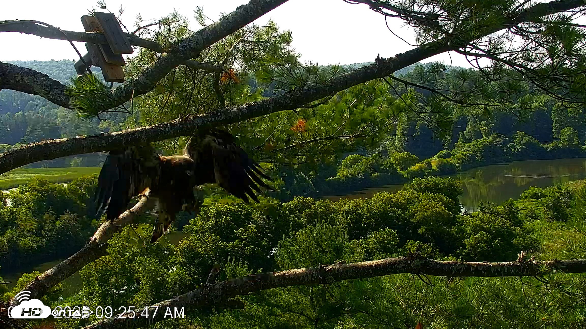 Snapshot of VINS Bald Eagles Nest Live Cams taken Jul 26, 2026, 9:26am EDT