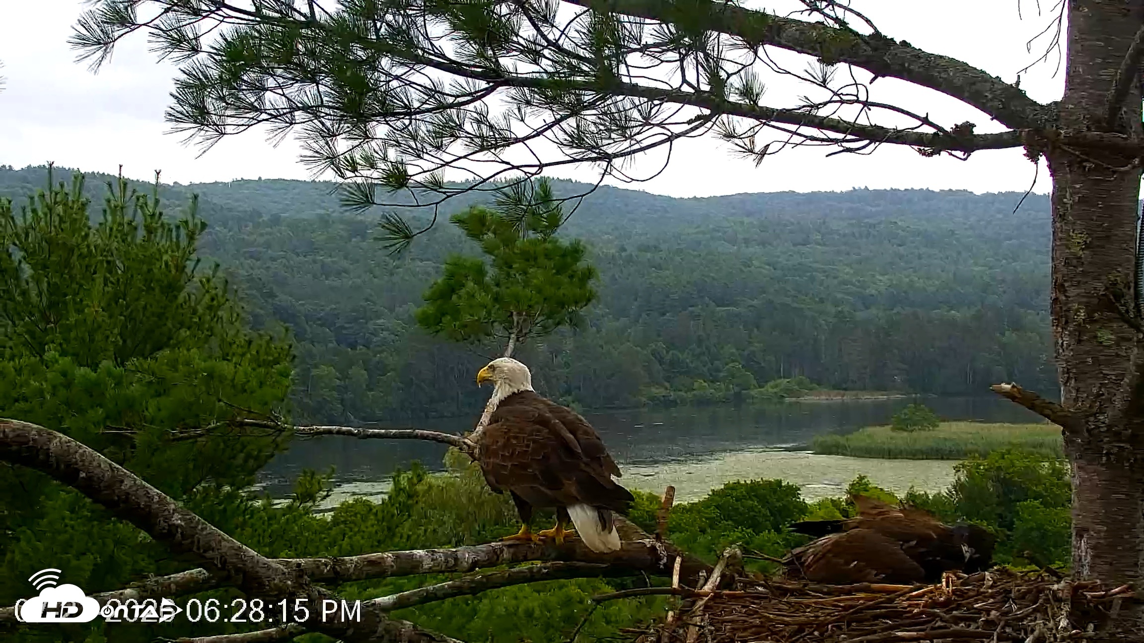 Snapshot of VINS Bald Eagles Nest Live Cams taken Jul 21, 2026, 6:29pm EDT