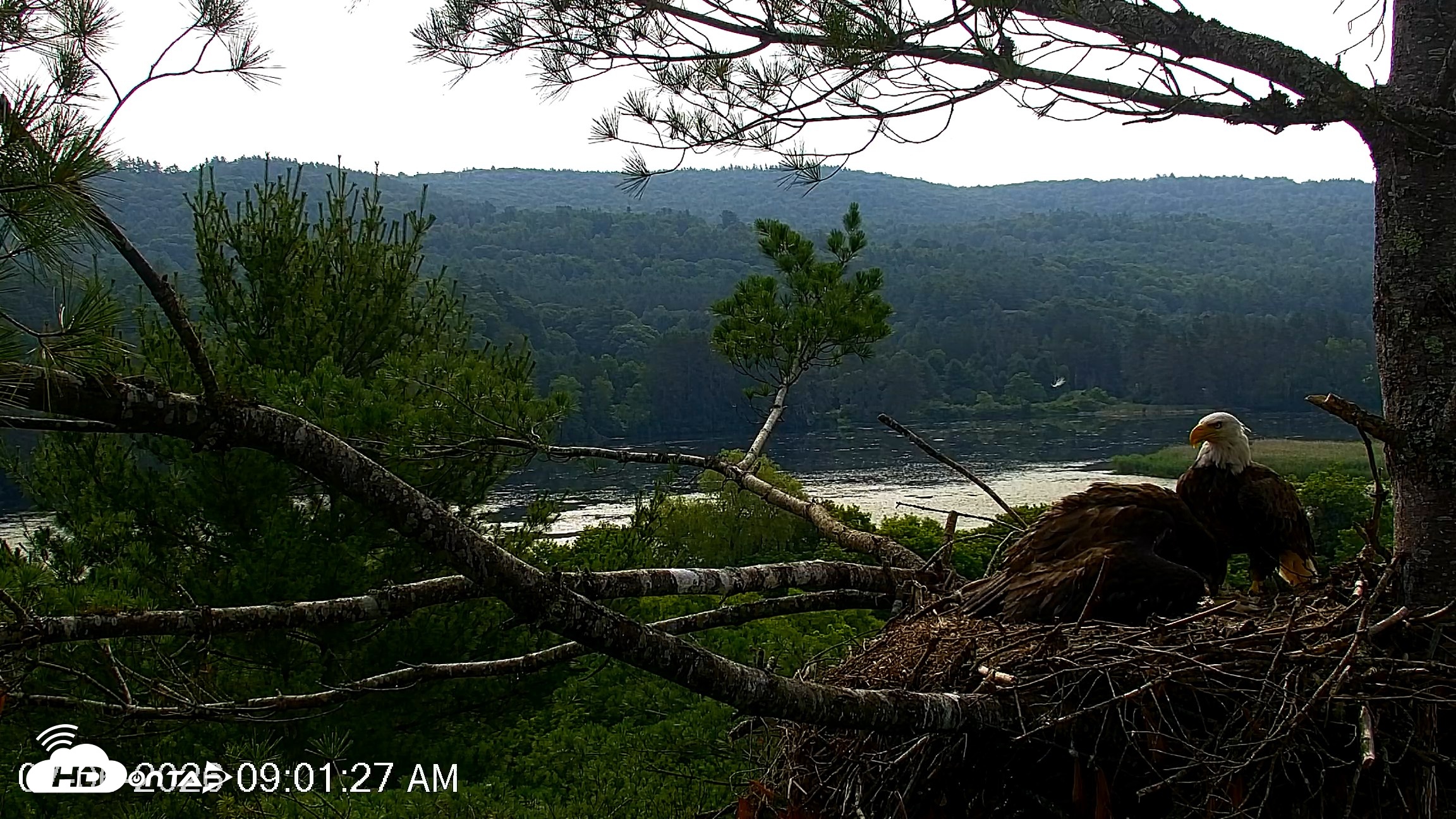 Snapshot of VINS Bald Eagles Nest Live Cams taken Jul 6, 2026, 9:02am EDT