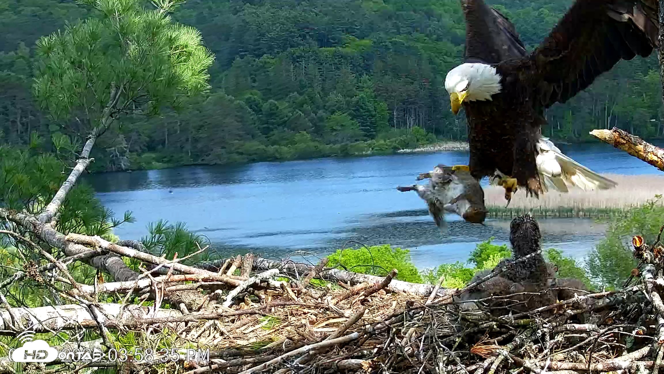 Snapshot of VINS Bald Eagles Nest Live Cams taken May 27, 2026, 3:59pm EDT