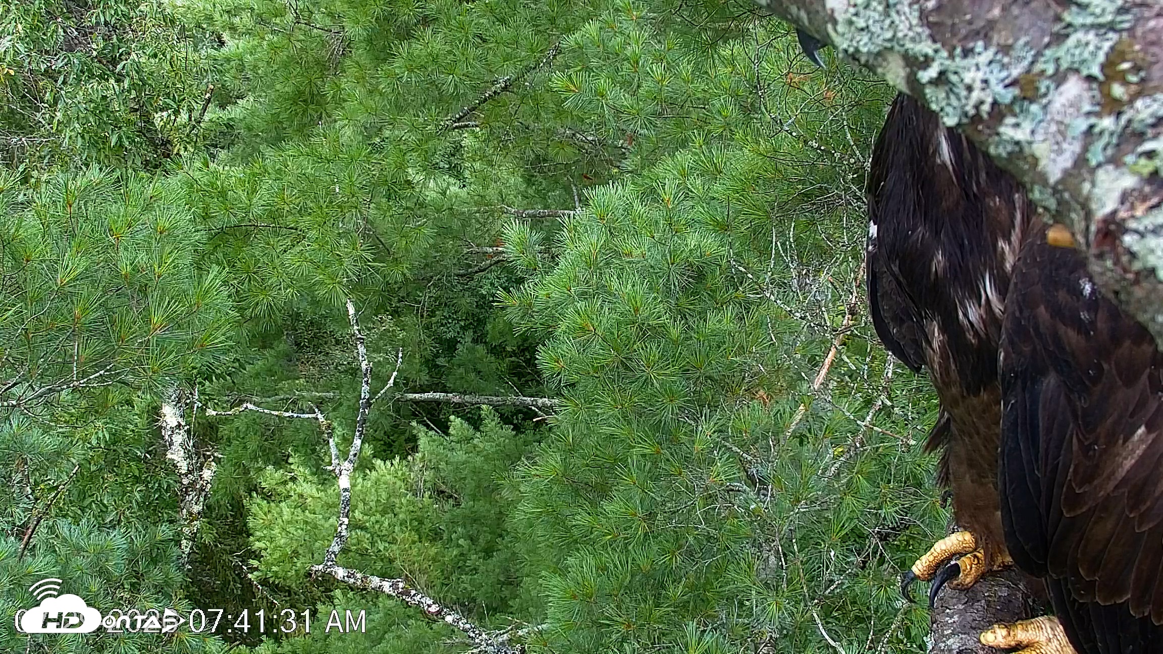 Snapshot of VINS Bald Eagles Nest Live Cams taken Jul 29, 2026, 7:42am EDT
