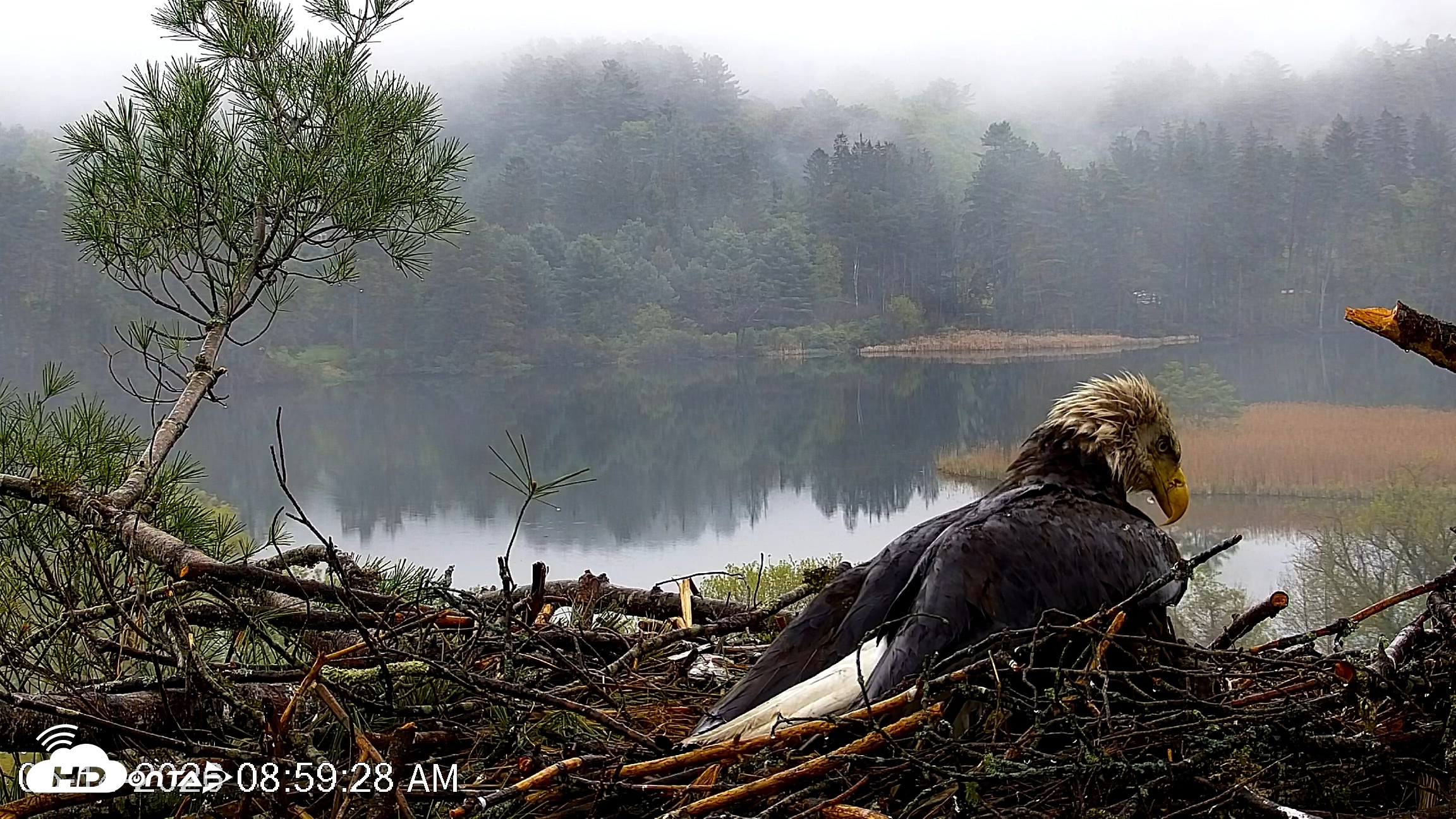 Snapshot of VINS Bald Eagles Nest Live Cams taken May 14, 2026, 9:00am EDT