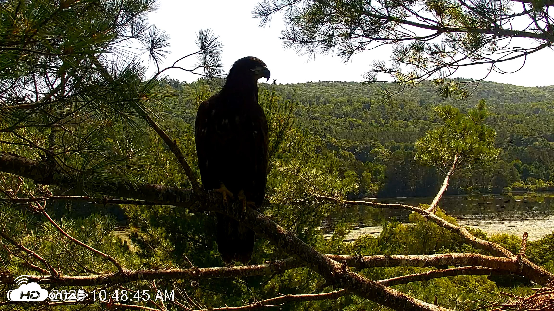 Snapshot of VINS Bald Eagles Nest Live Cams taken Jul 24, 2026, 10:49am EDT