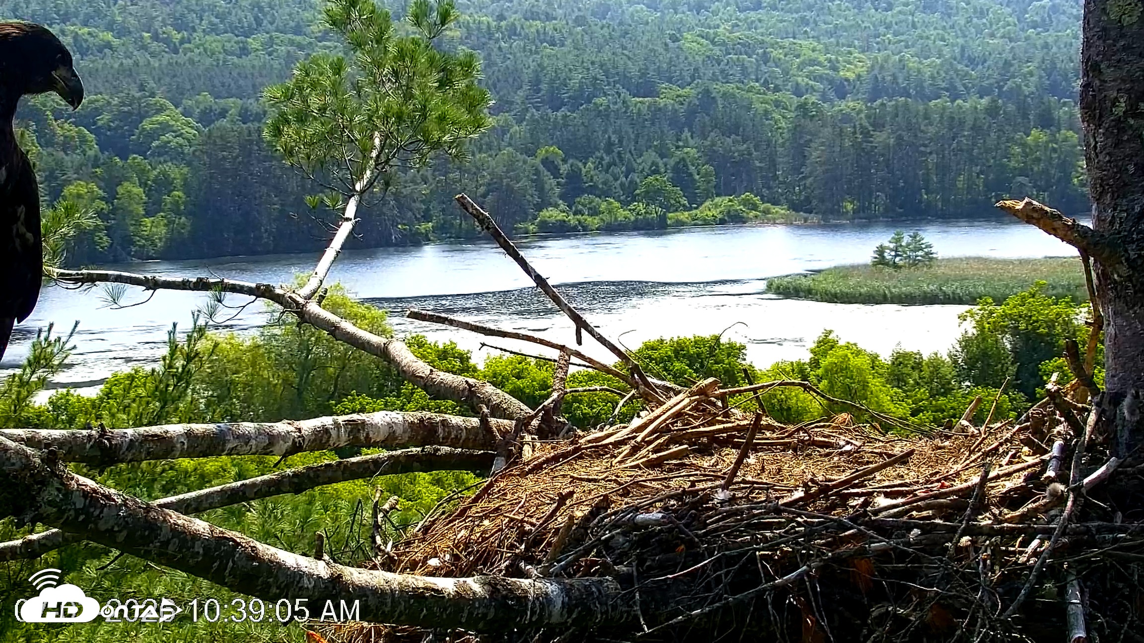Snapshot of VINS Bald Eagles Nest Live Cams taken Jul 3, 2026, 10:42am EDT