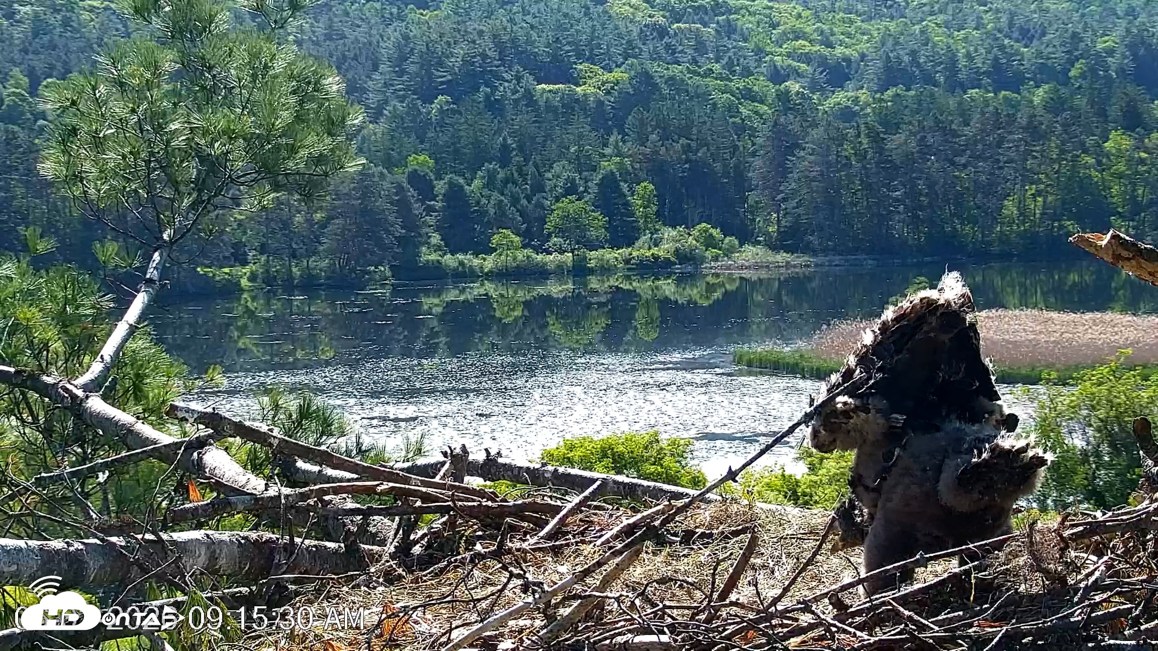 Snapshot of VINS Bald Eagles Nest Live Cams taken Jun 3, 2026, 9:16am EDT