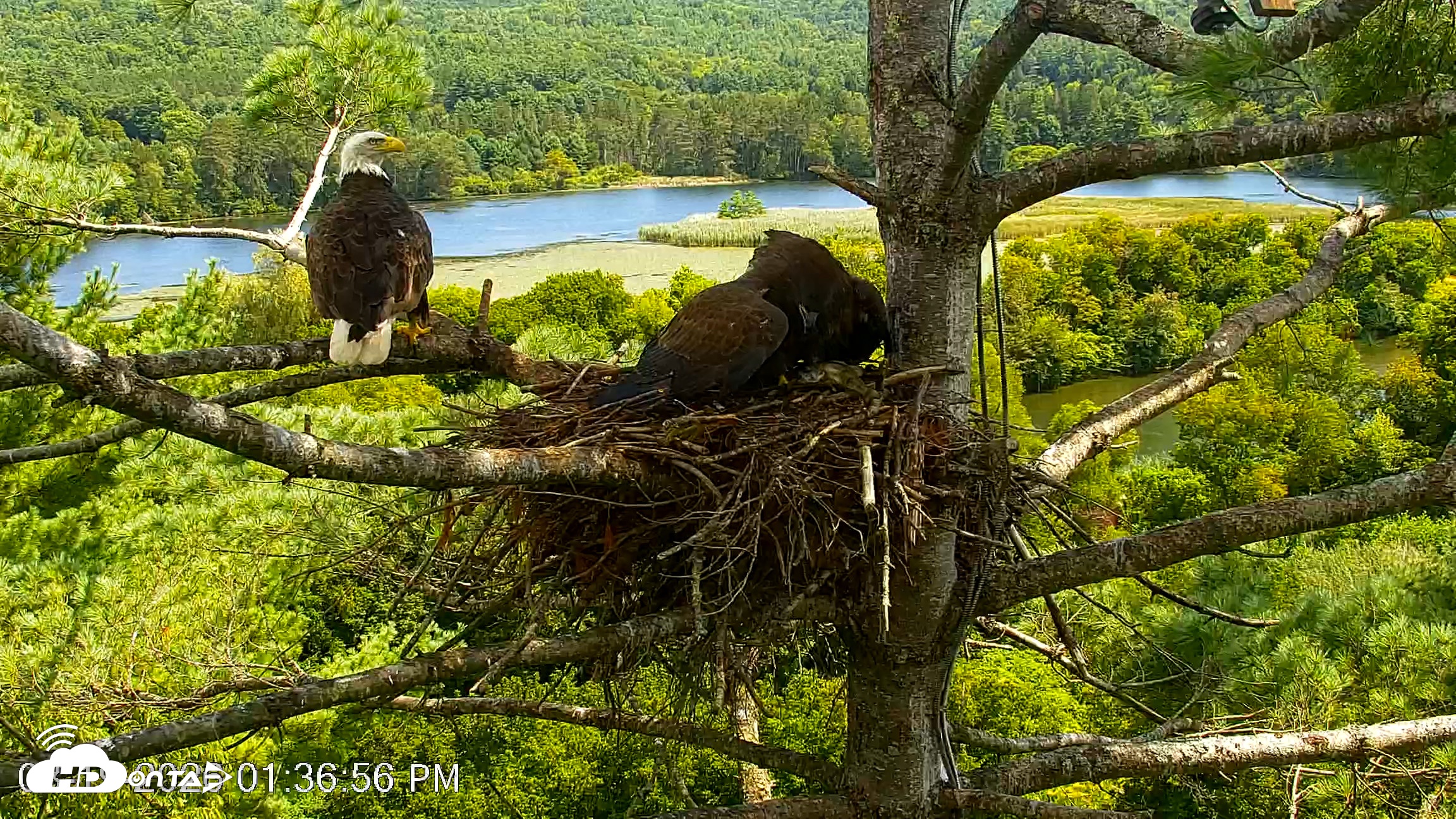 Snapshot of VINS Bald Eagles Nest Live Cams taken Aug 19, 2026, 1:37pm EDT