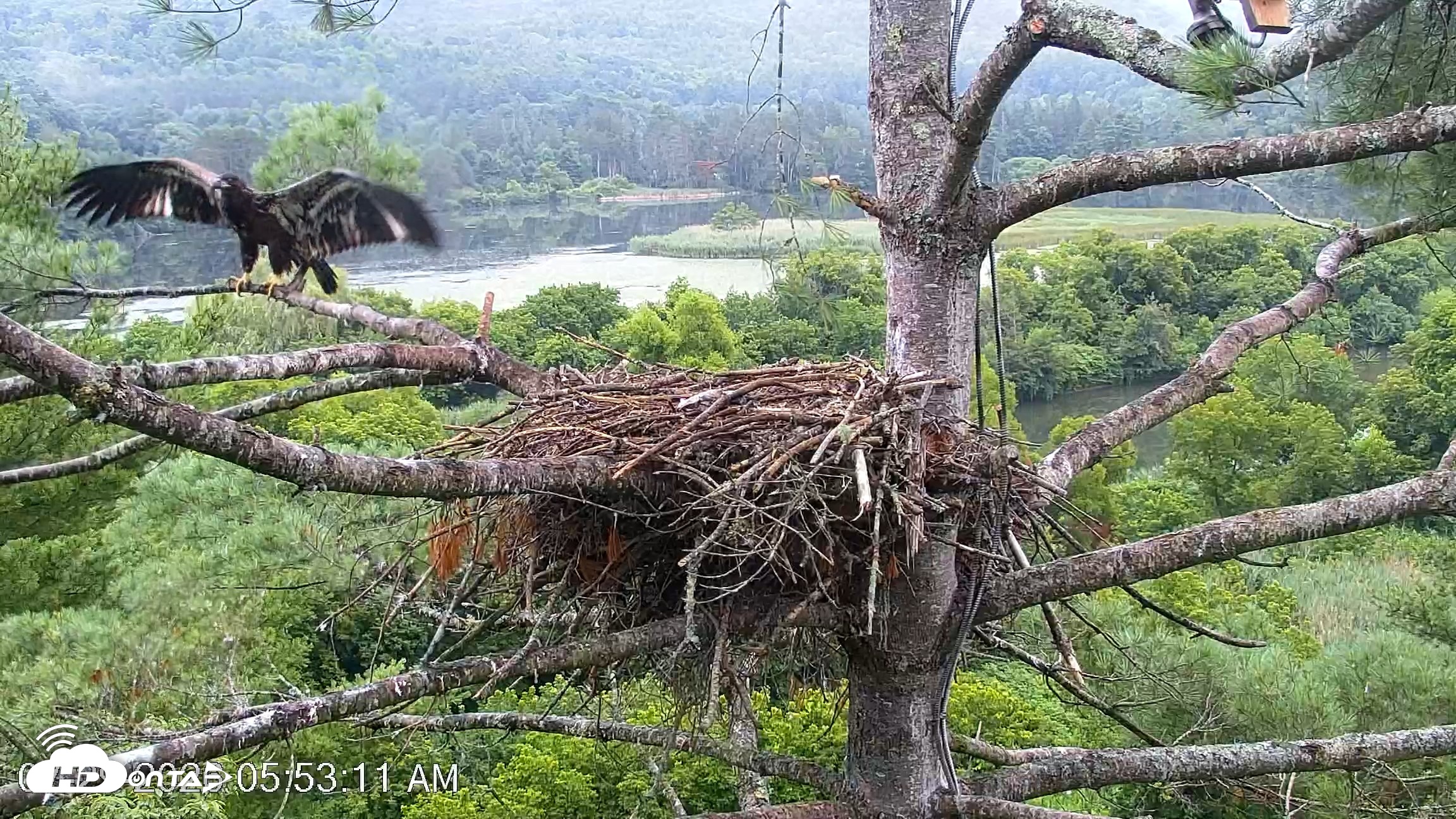 Snapshot of VINS Bald Eagles Nest Live Cams taken Jul 29, 2026, 5:53am EDT