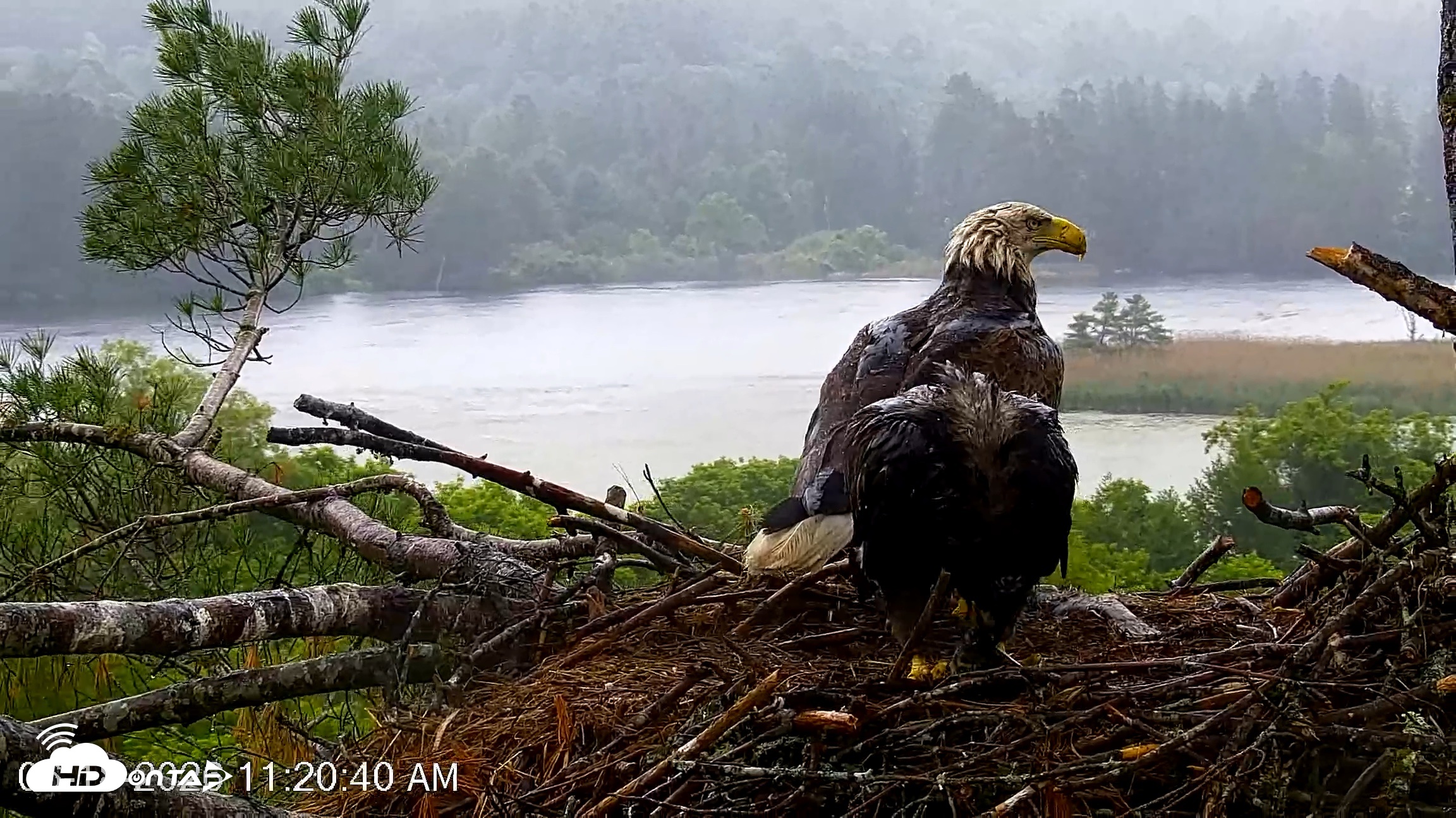 Snapshot of VINS Bald Eagles Nest Live Cams taken Jun 18, 2026, 11:21am EDT