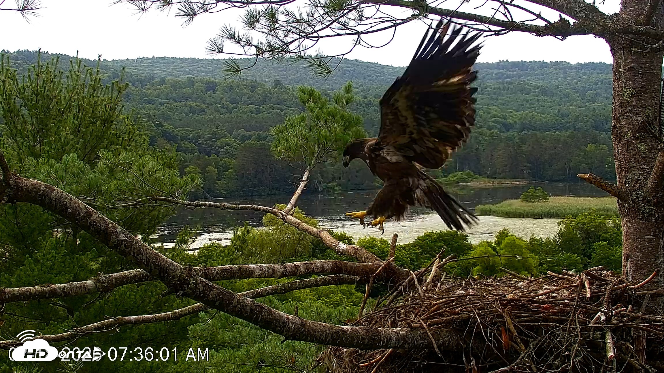 Snapshot of VINS Bald Eagles Nest Live Cams taken Jul 18, 2026, 7:38am EDT