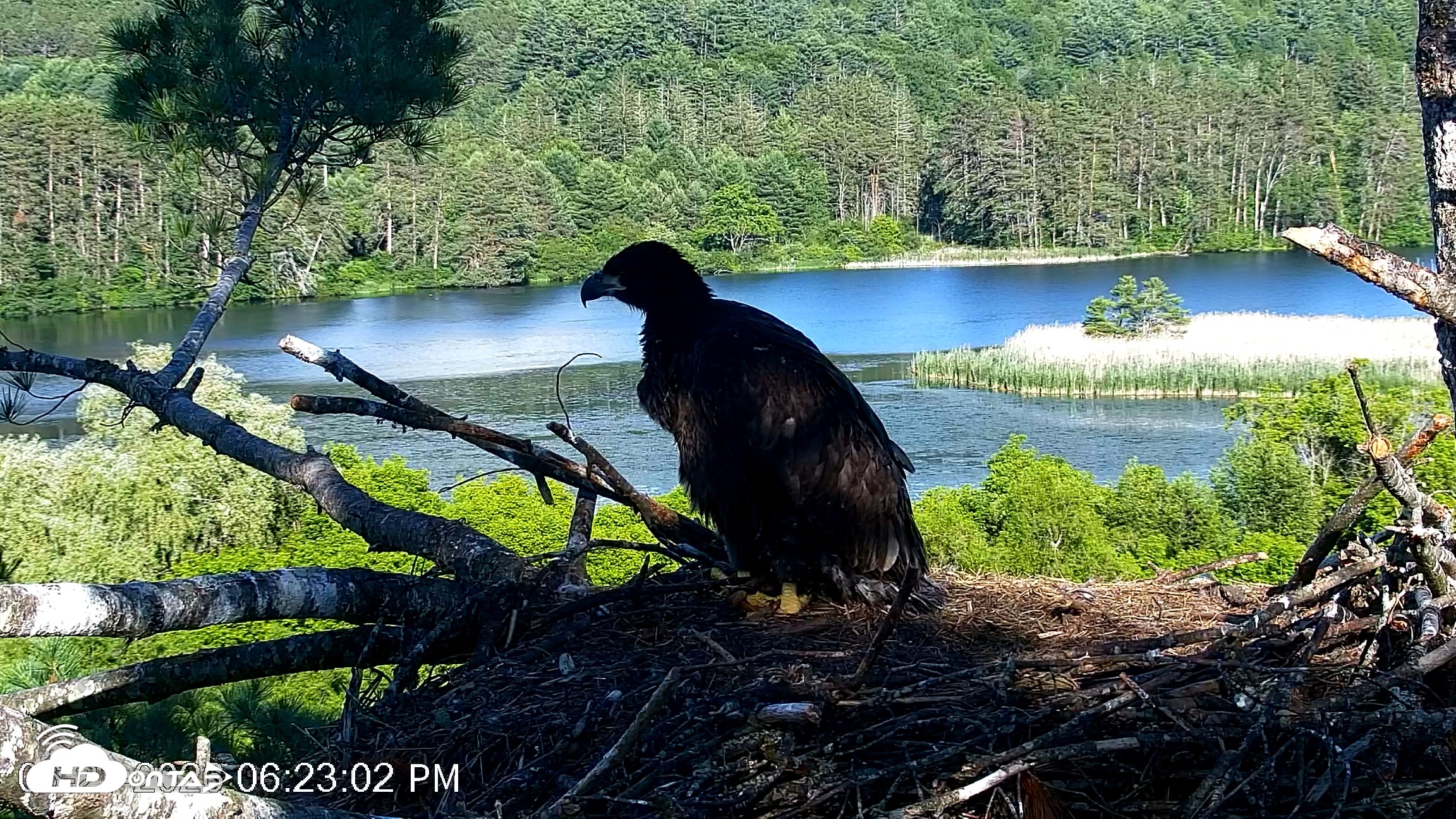 Snapshot of VINS Bald Eagles Nest Live Cams taken Jun 21, 2026, 6:23pm EDT