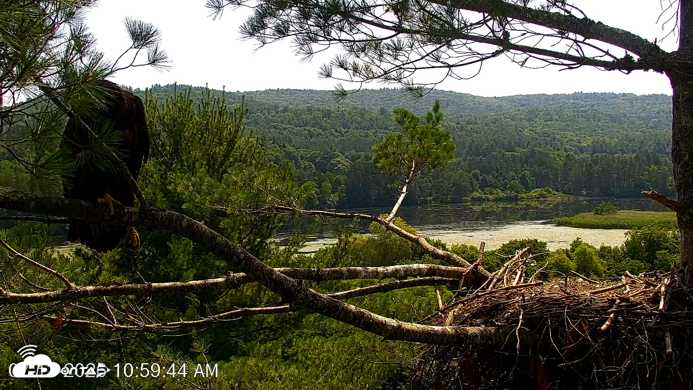 Snapshot of VINS Bald Eagles Nest Live Cams taken Jul 13, 2026, 11:01am EDT