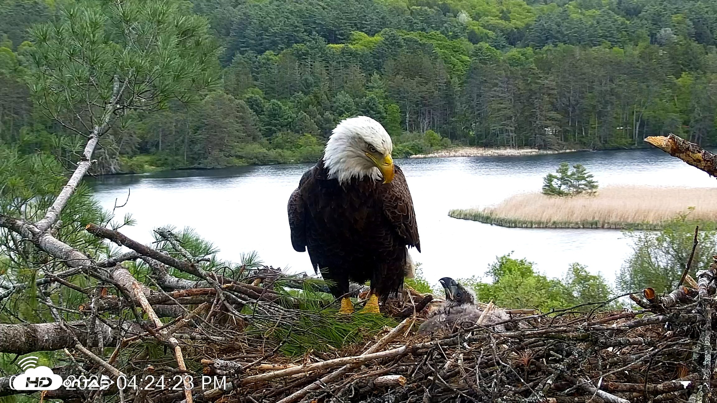 Snapshot of VINS Bald Eagles Nest Live Cams taken May 21, 2026, 4:25pm EDT
