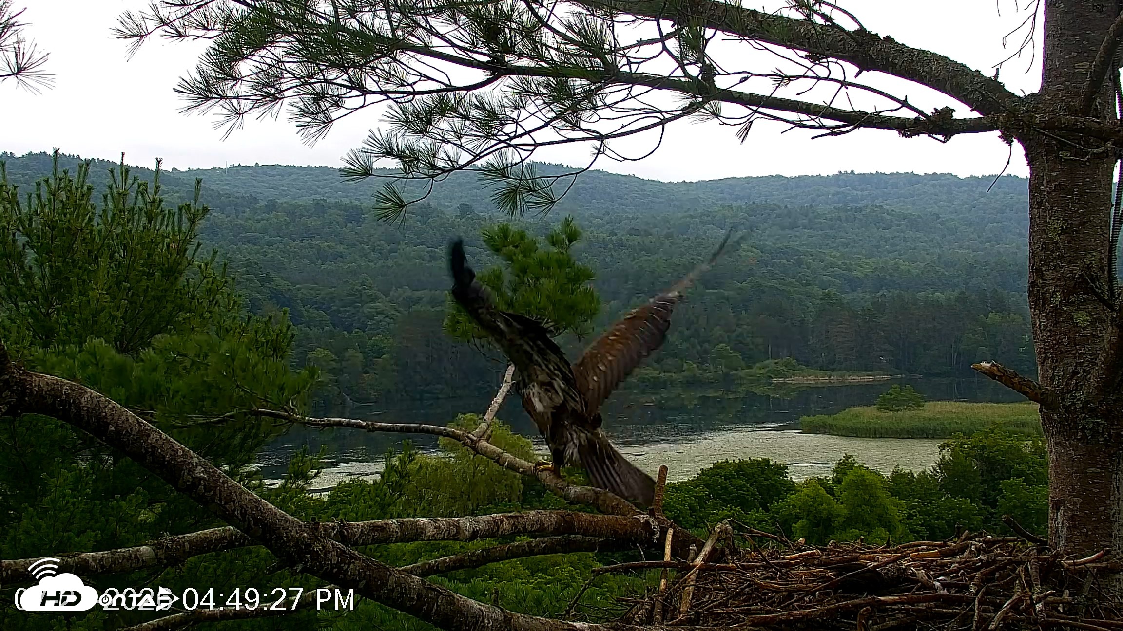 Snapshot of VINS Bald Eagles Nest Live Cams taken Jul 21, 2026, 4:50pm EDT