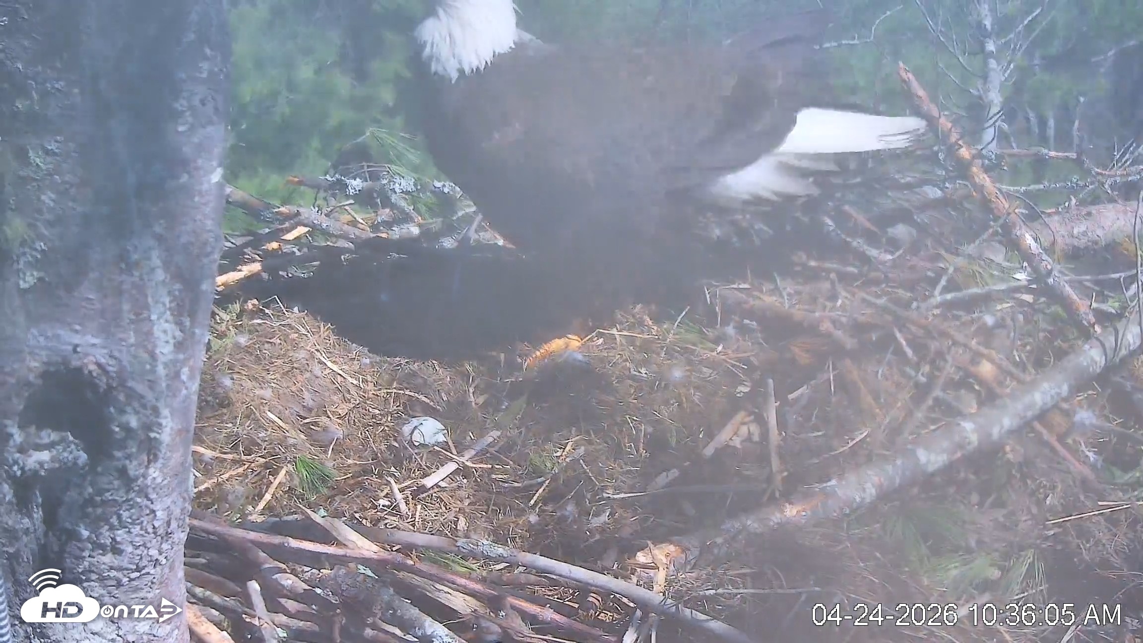 Snapshot of VINS Bald Eagles Nest Live Cams taken Apr 24, 2026, 10:36am EDT