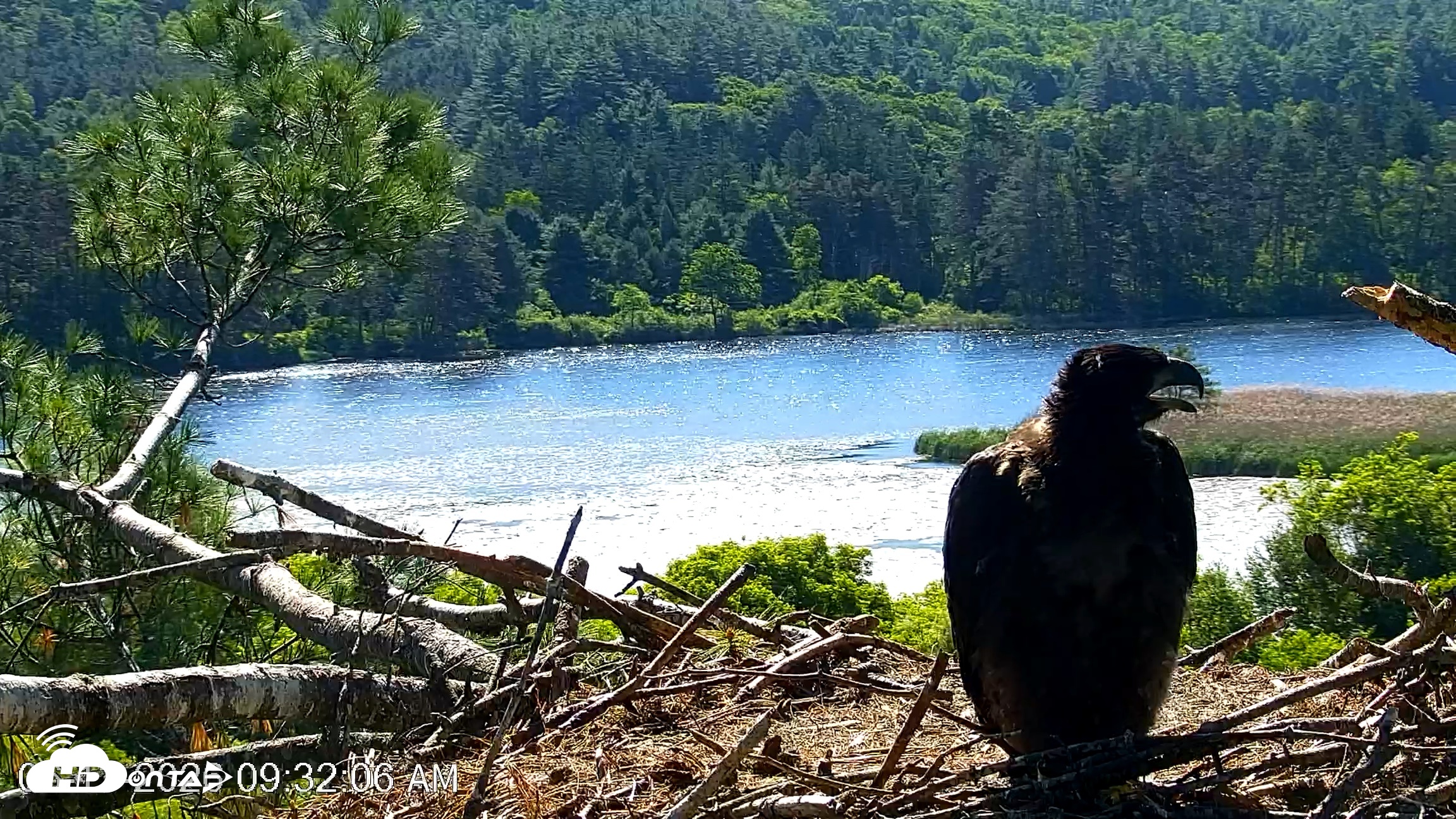 Snapshot of VINS Bald Eagles Nest Live Cams taken Jun 13, 2026, 9:32am EDT