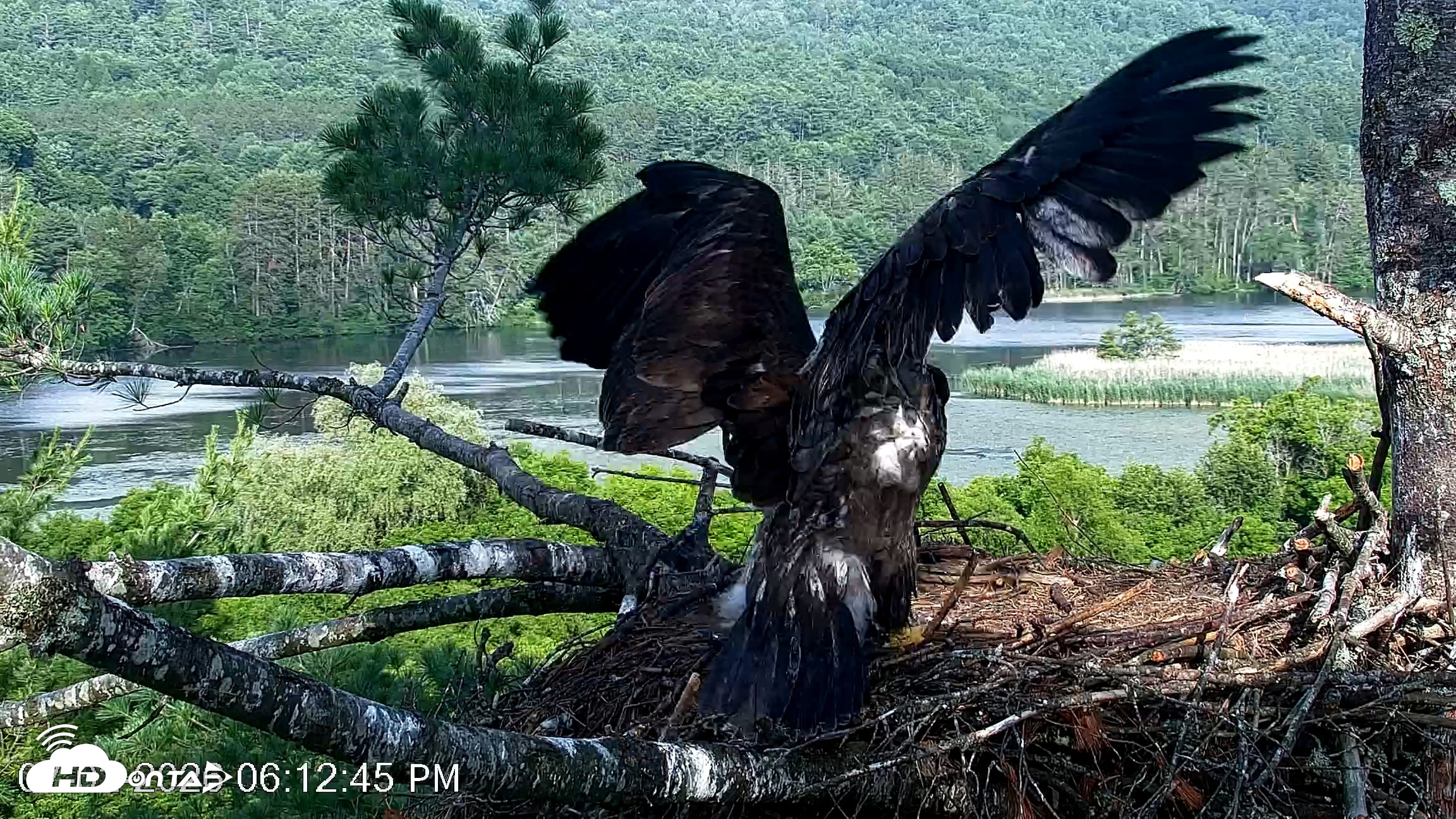 Snapshot of VINS Bald Eagles Nest Live Cams taken Jul 2, 2026, 6:13pm EDT