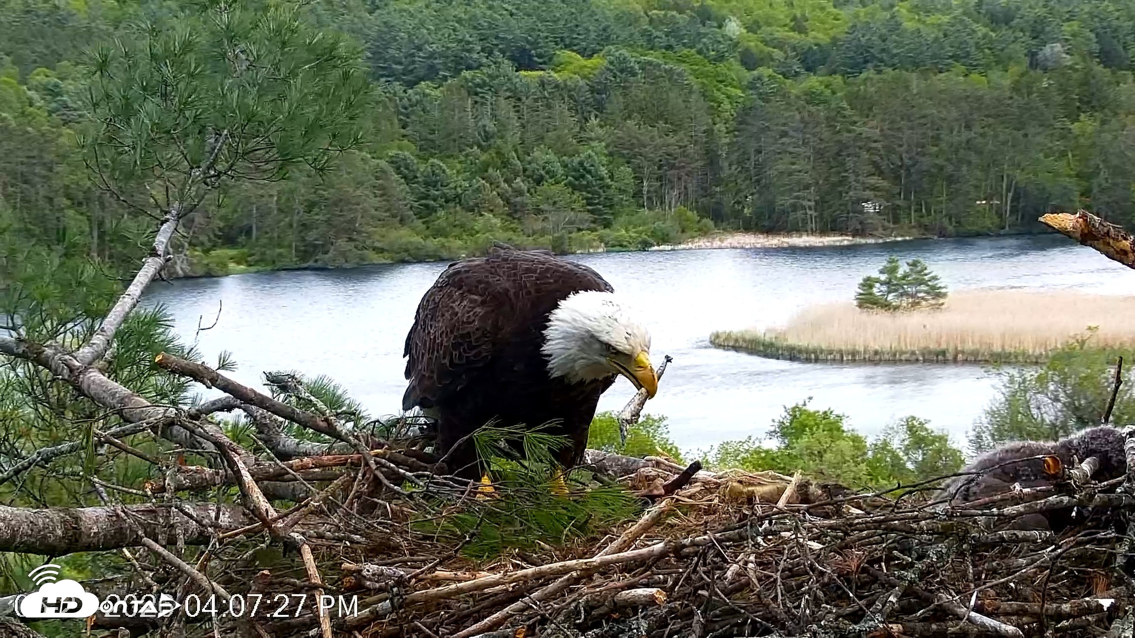Snapshot of VINS Bald Eagles Nest Live Cams taken May 21, 2026, 4:08pm EDT