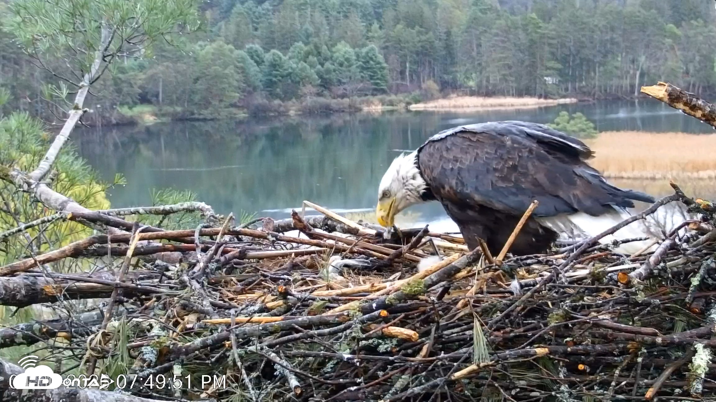 Snapshot of VINS Bald Eagles Nest Live Cams taken Apr 30, 2026, 7:50pm EDT