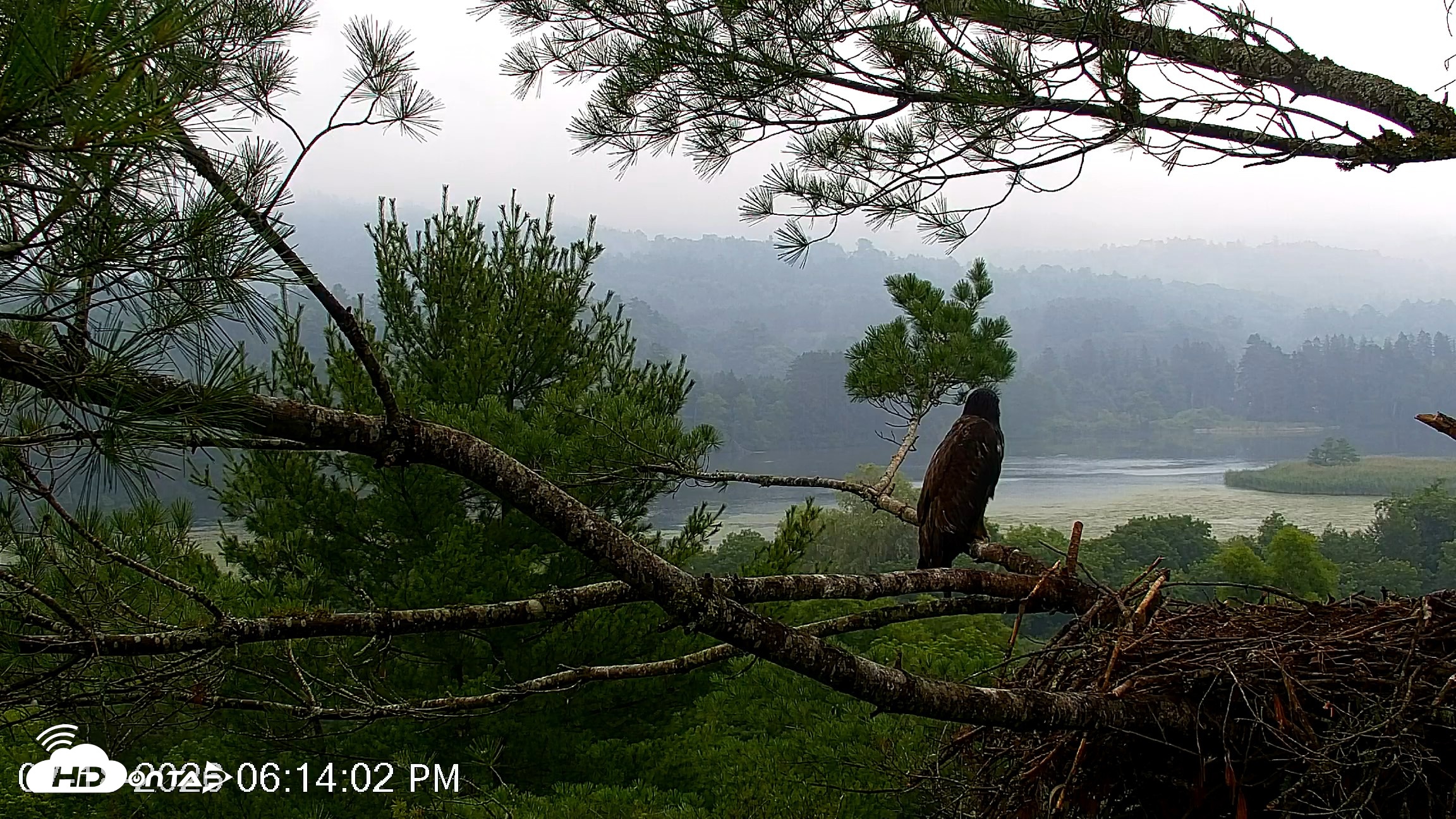 Snapshot of VINS Bald Eagles Nest Live Cams taken Jul 18, 2026, 6:15pm EDT
