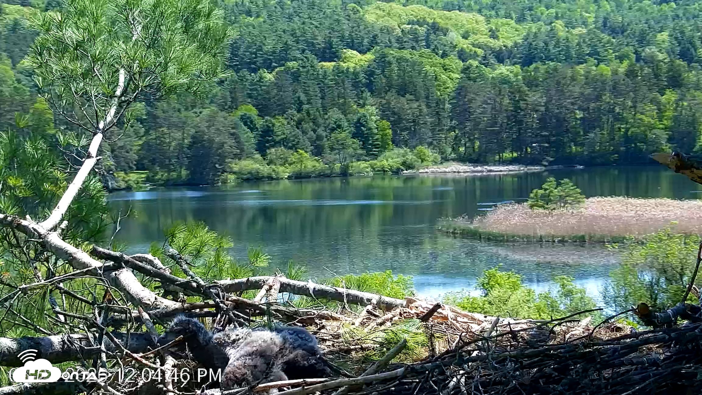 Snapshot of VINS Bald Eagles Nest Live Cams taken May 22, 2026, 12:05pm EDT