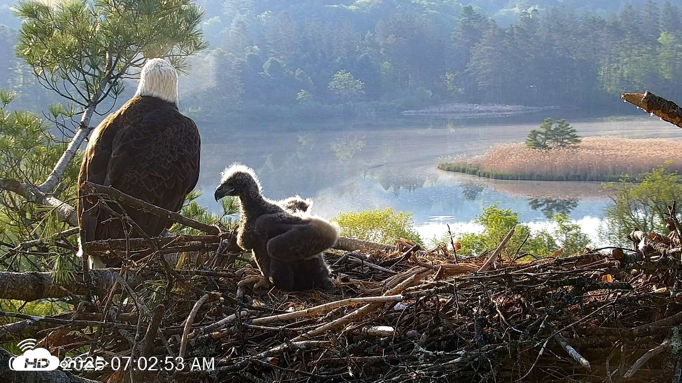 Snapshot of VINS Bald Eagles Nest Live Cams taken May 19, 2026, 7:03am EDT