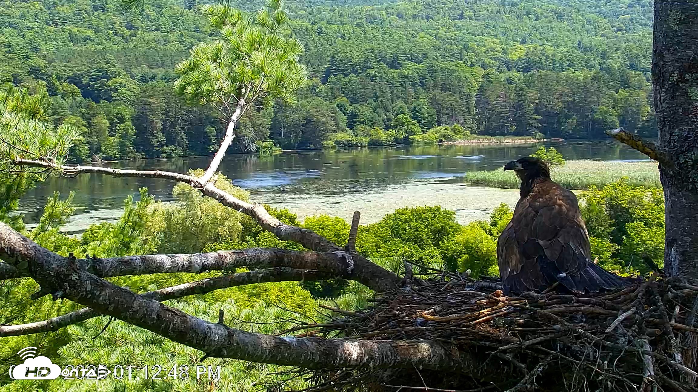 Snapshot of VINS Bald Eagles Nest Live Cams taken Jul 24, 2026, 1:13pm EDT