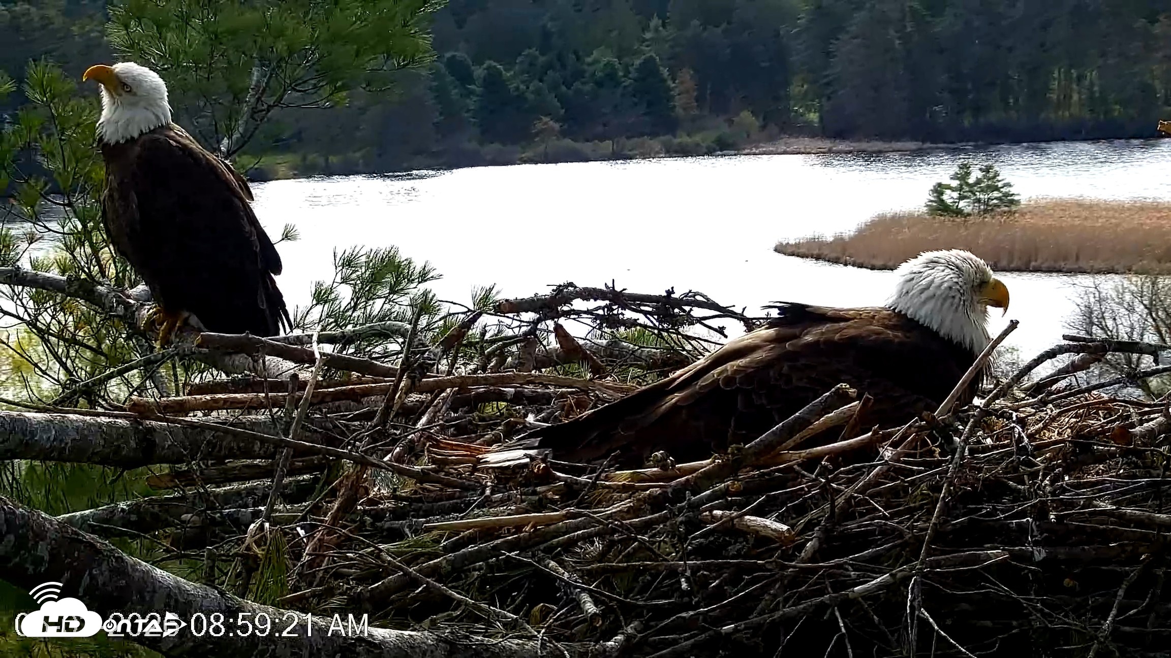 Snapshot of VINS Bald Eagles Nest Live Cams taken May 3, 2026, 9:00am EDT