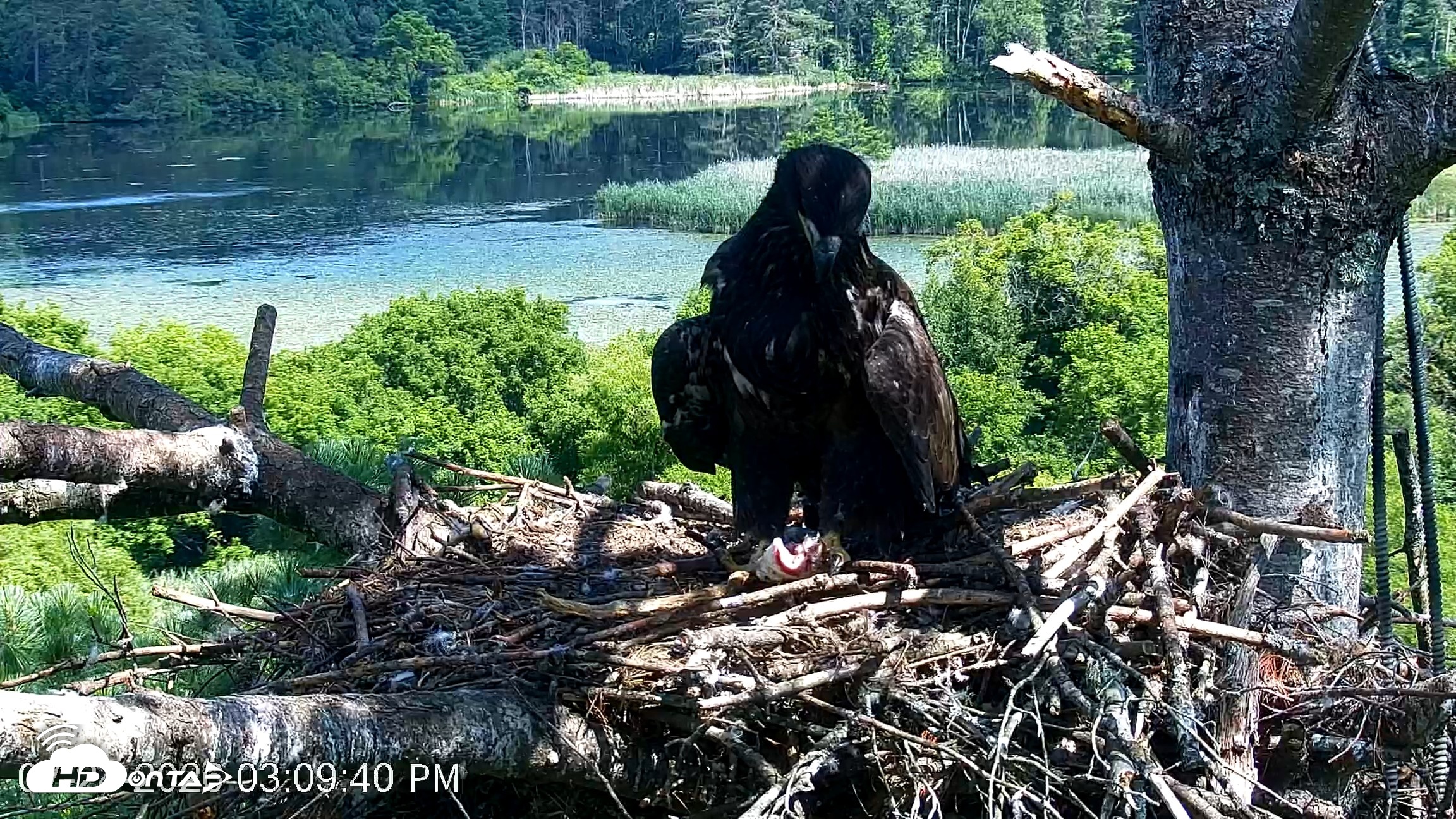 Snapshot of VINS Bald Eagles Nest Live Cams taken Jul 24, 2026, 3:11pm EDT